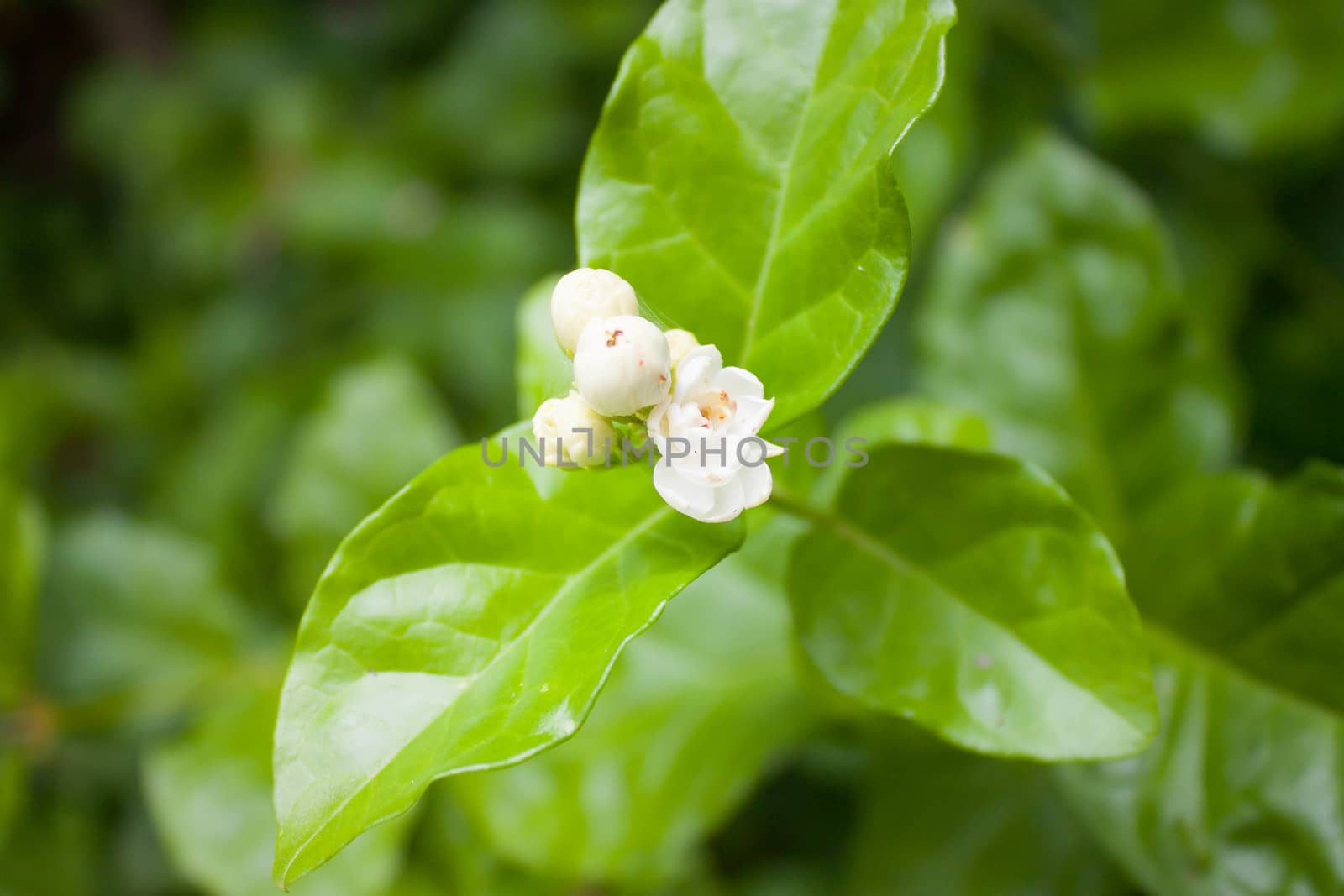 Arabian jasmine and white flowers in a beautiful green.