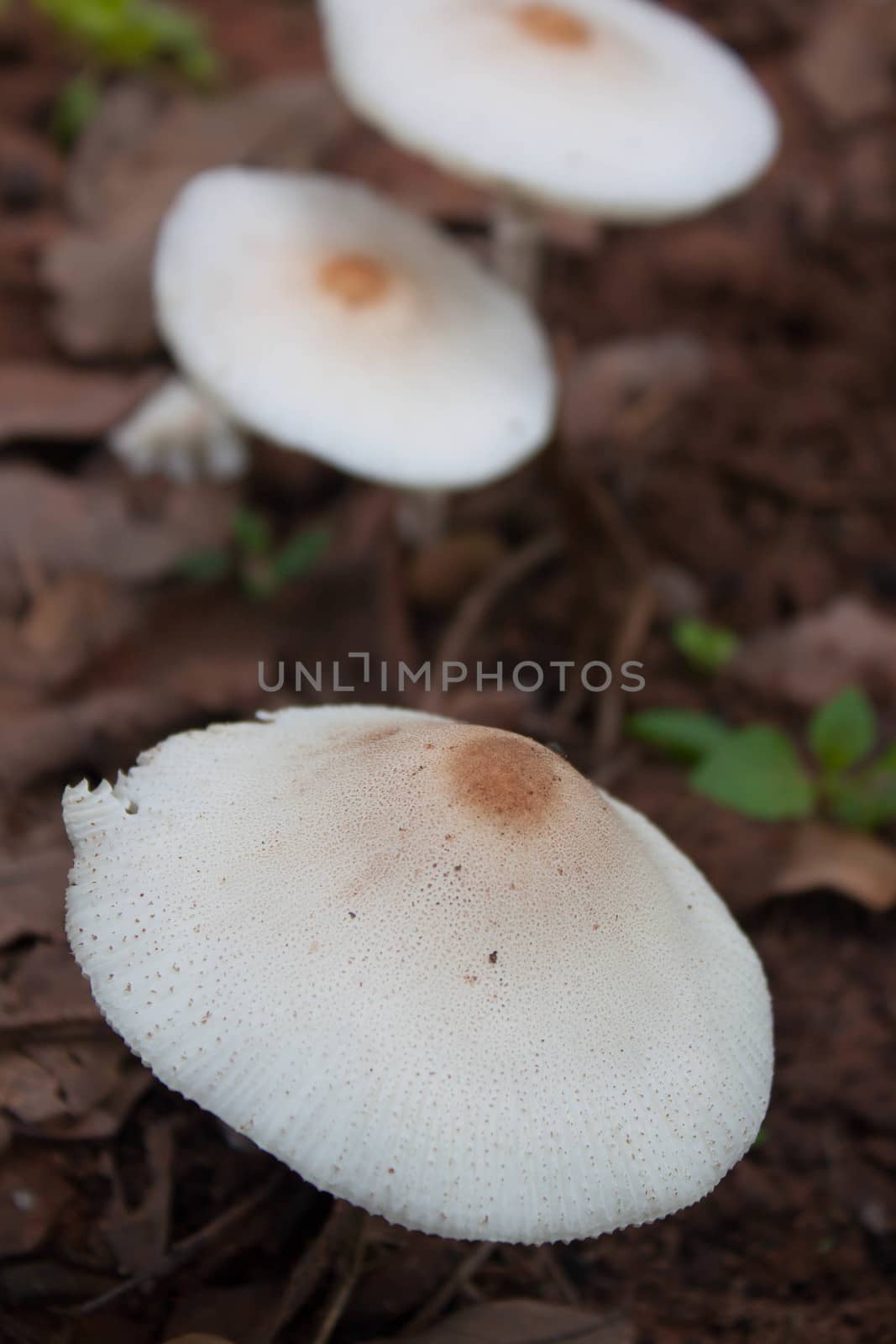 White mushrooms in the wild in Thailand. by primzrider