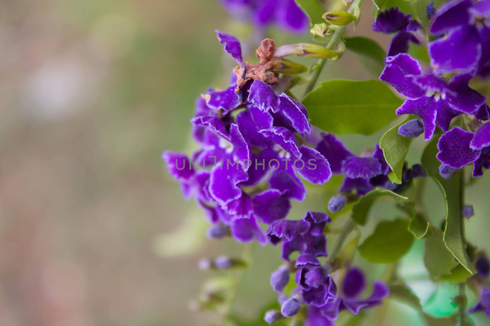 Golden Dew Drop, Pigeon Berry, Sky Flower from thailand