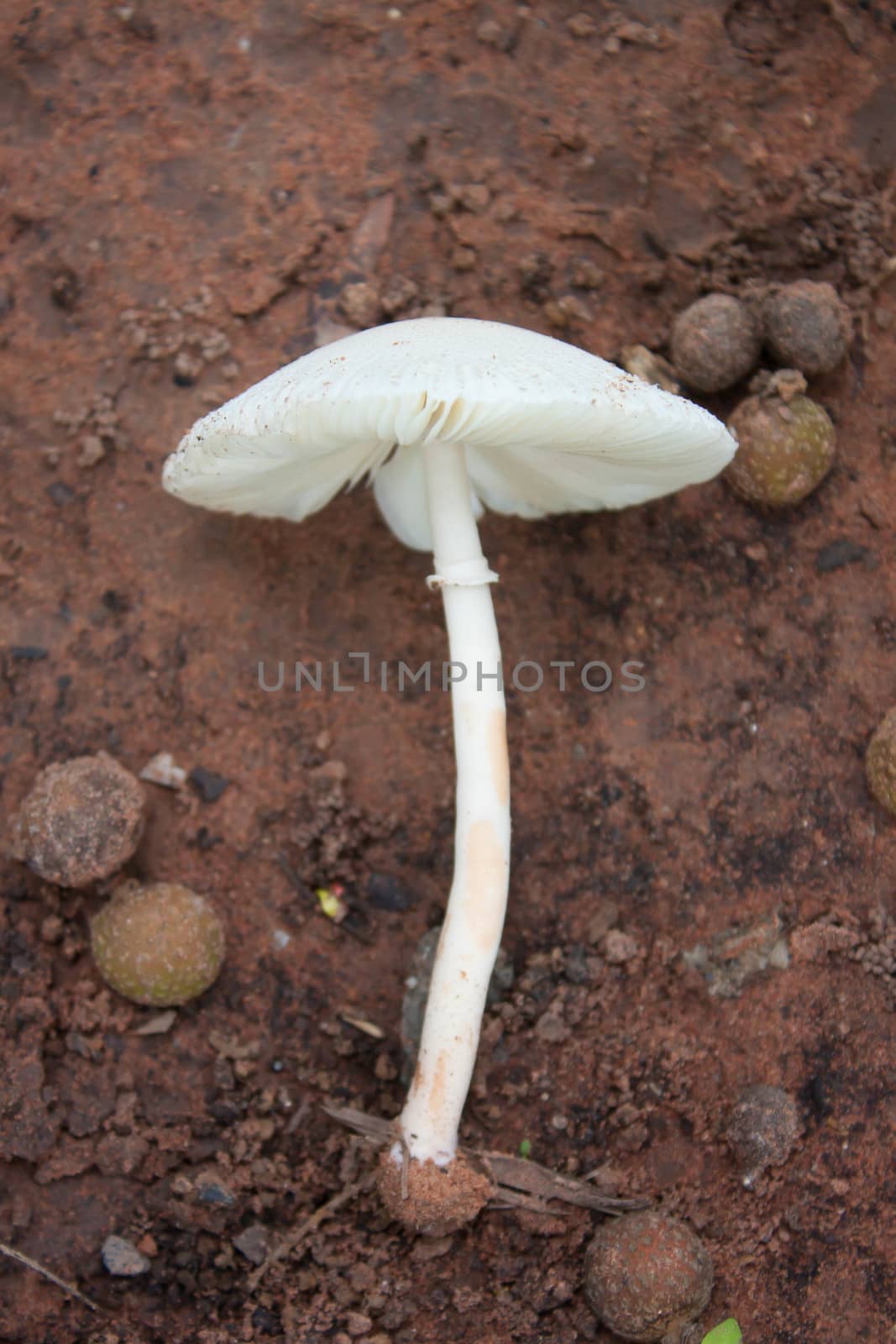 Mushrooms, white flowers lay on brown ground.