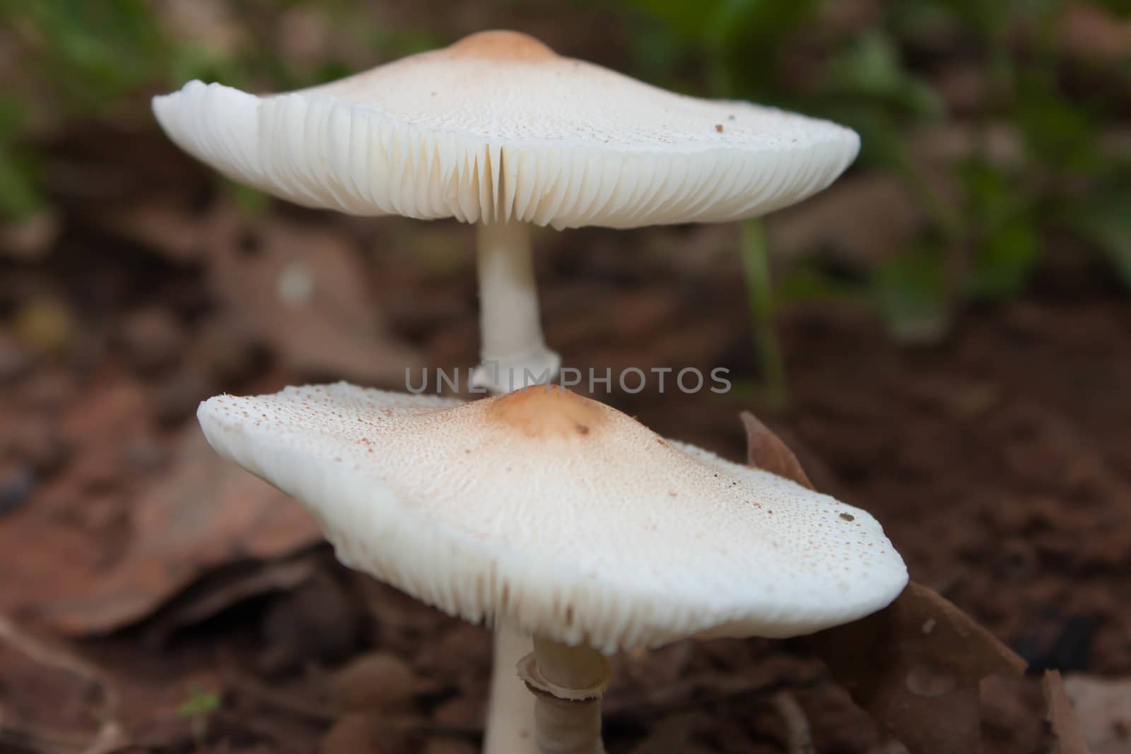 Brown ground white mushrooms in the jungle. by primzrider