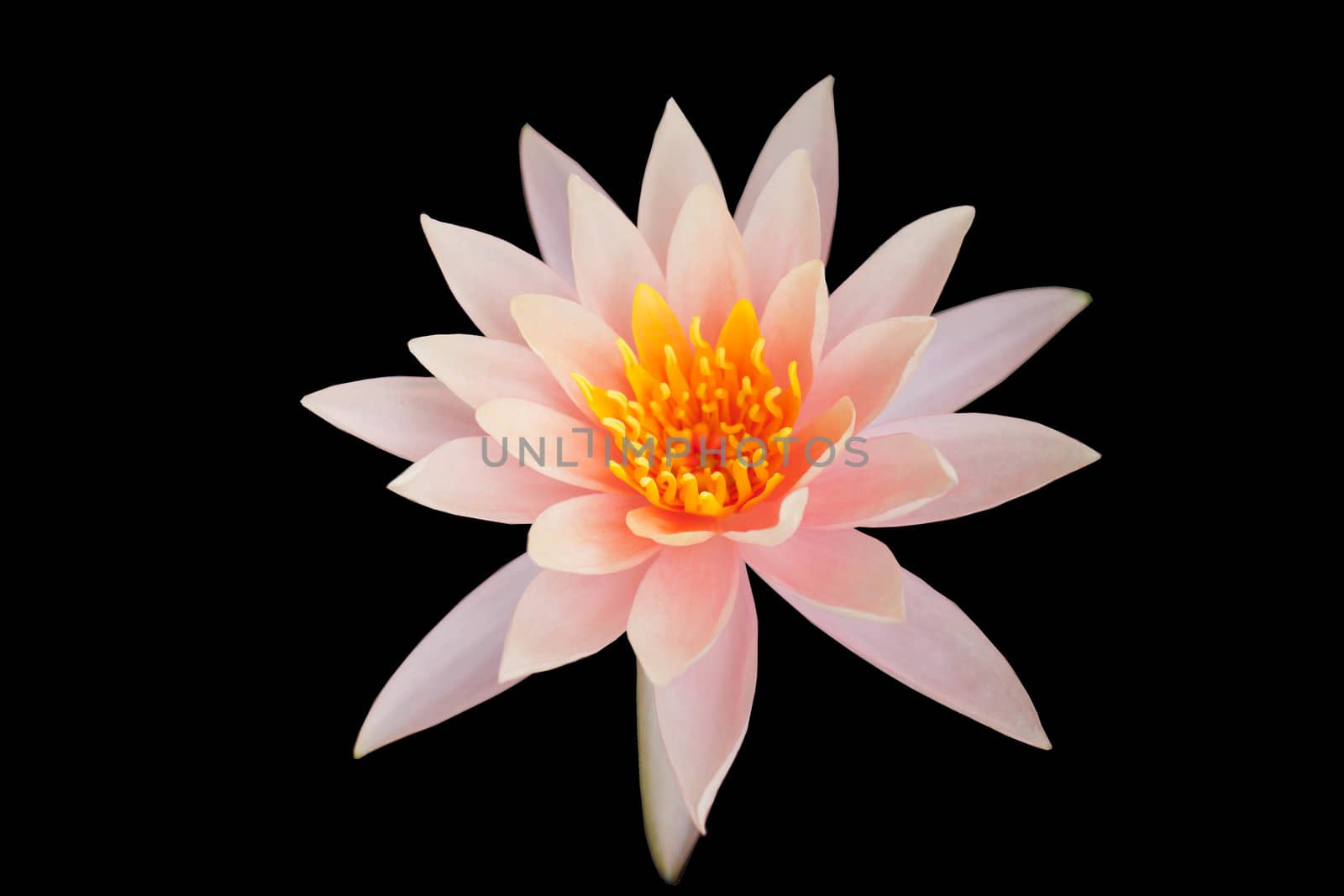 White lotus on black isolated background  by primzrider