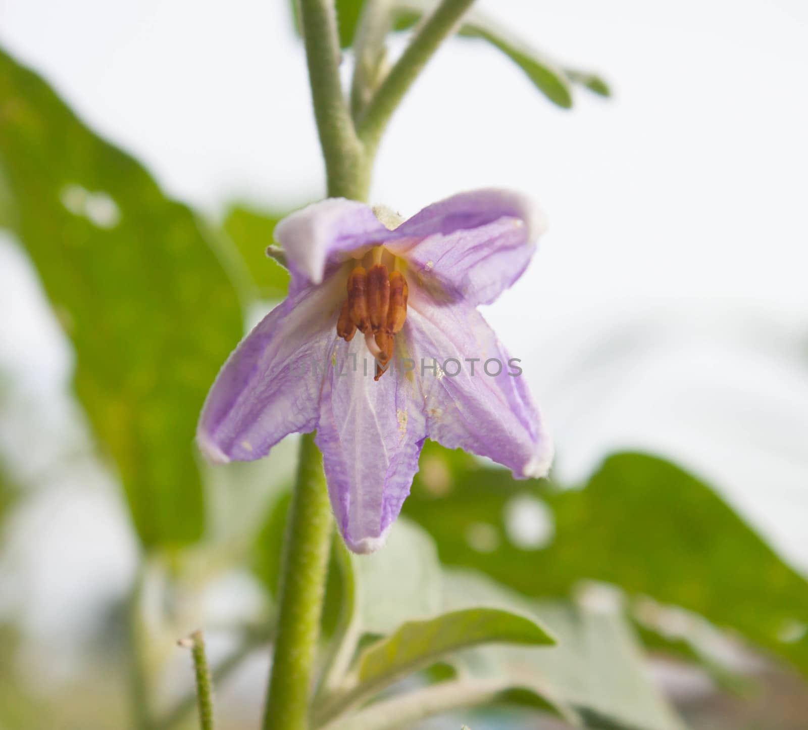 Eggplant purple flowers