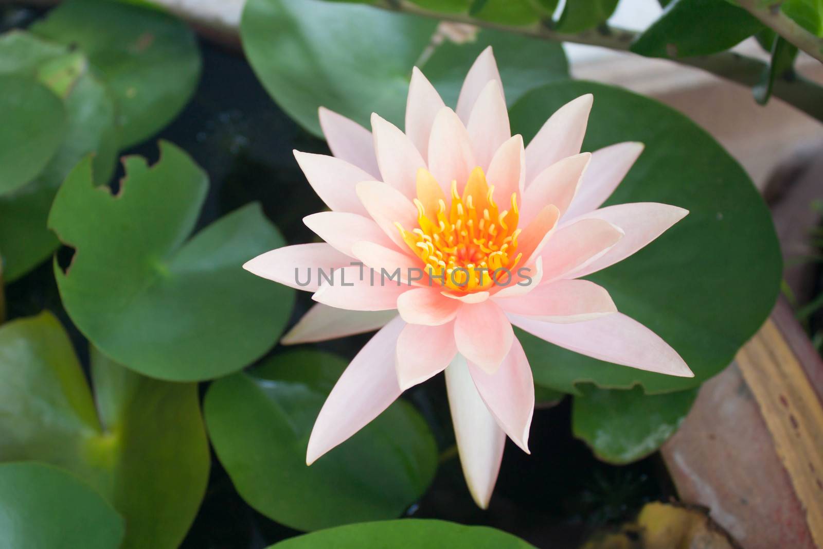 Soft white lotus In a background
