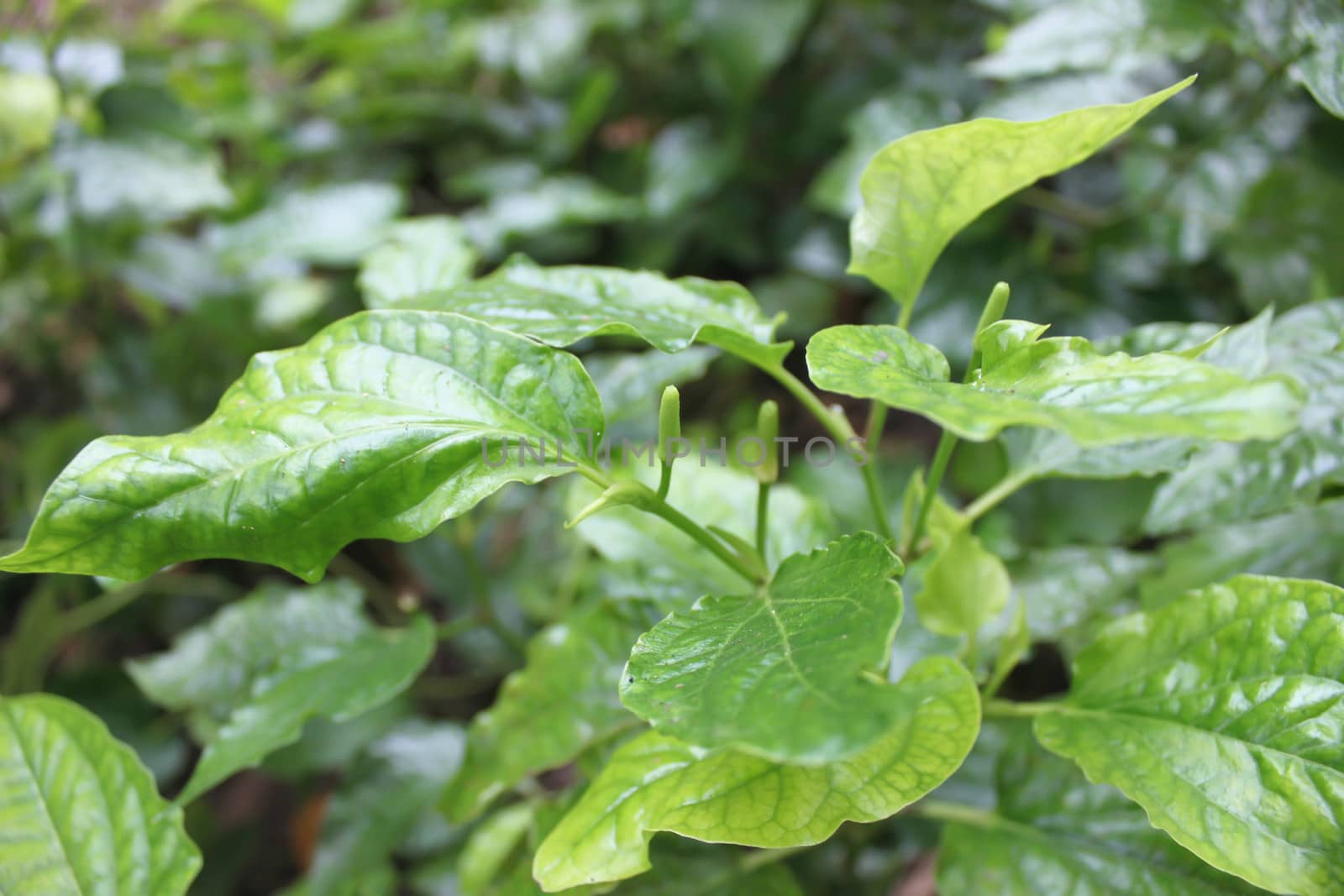 Leaves plu green background.