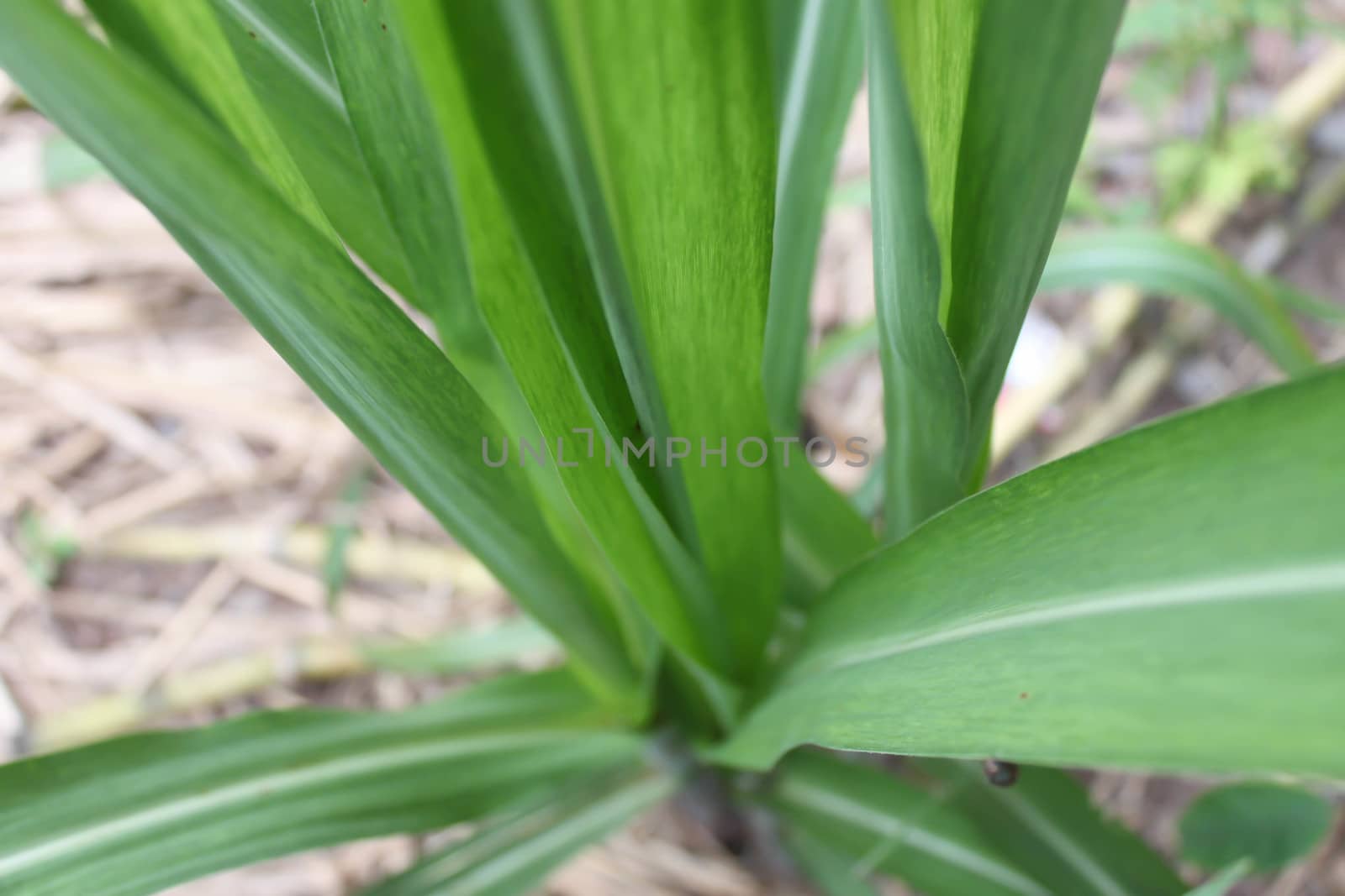 Pandan  trees planted in the soil