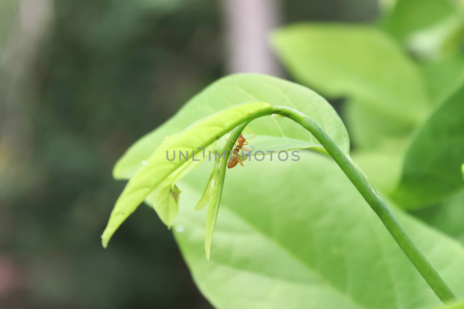 Ant walking on leaves
custard apple Macro