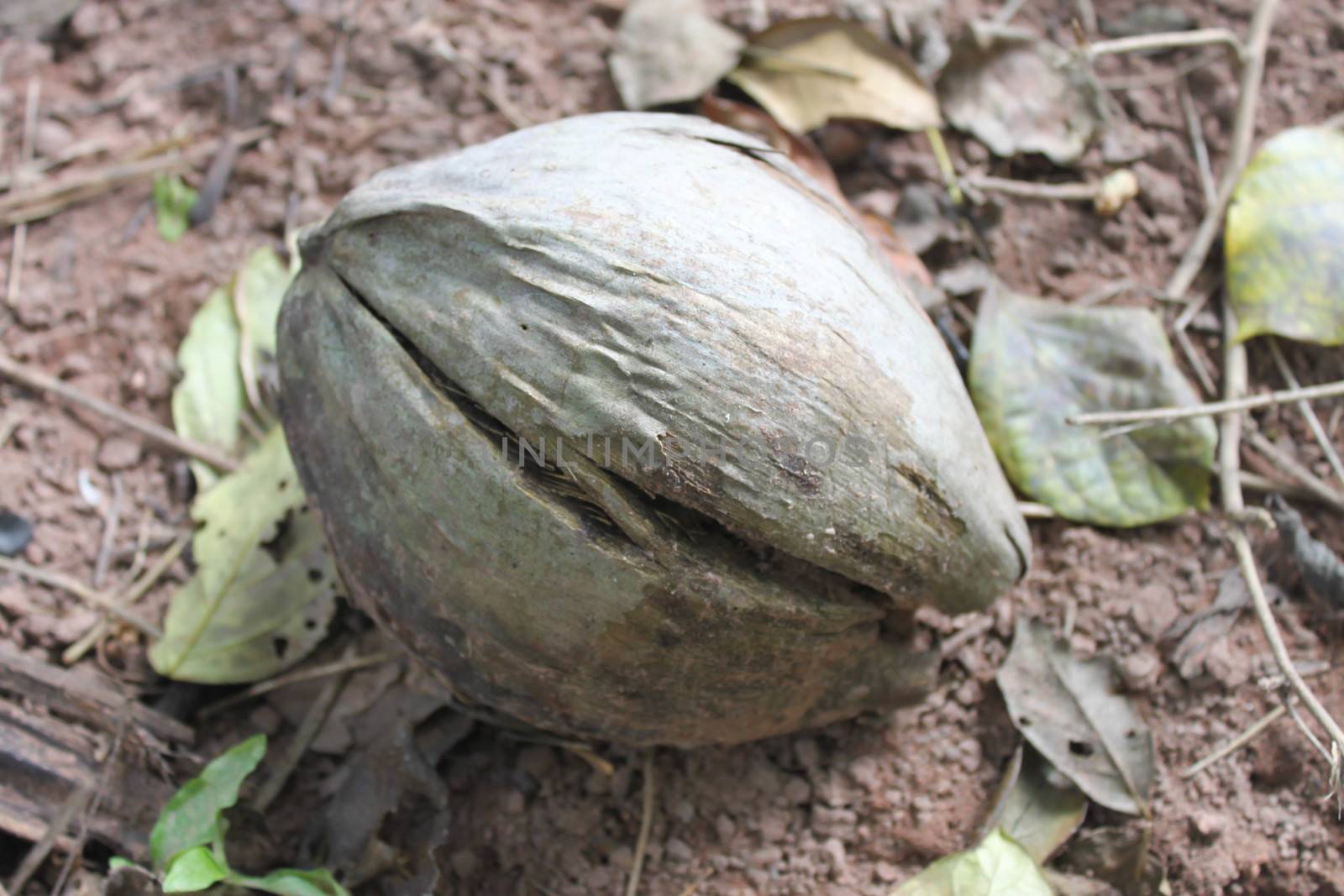 Old coconut on the ground.