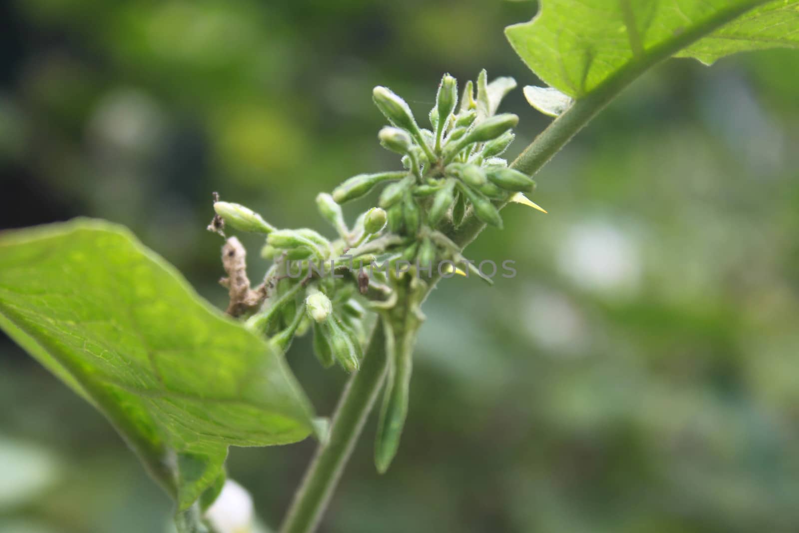 Eggplant flowers are not blooming