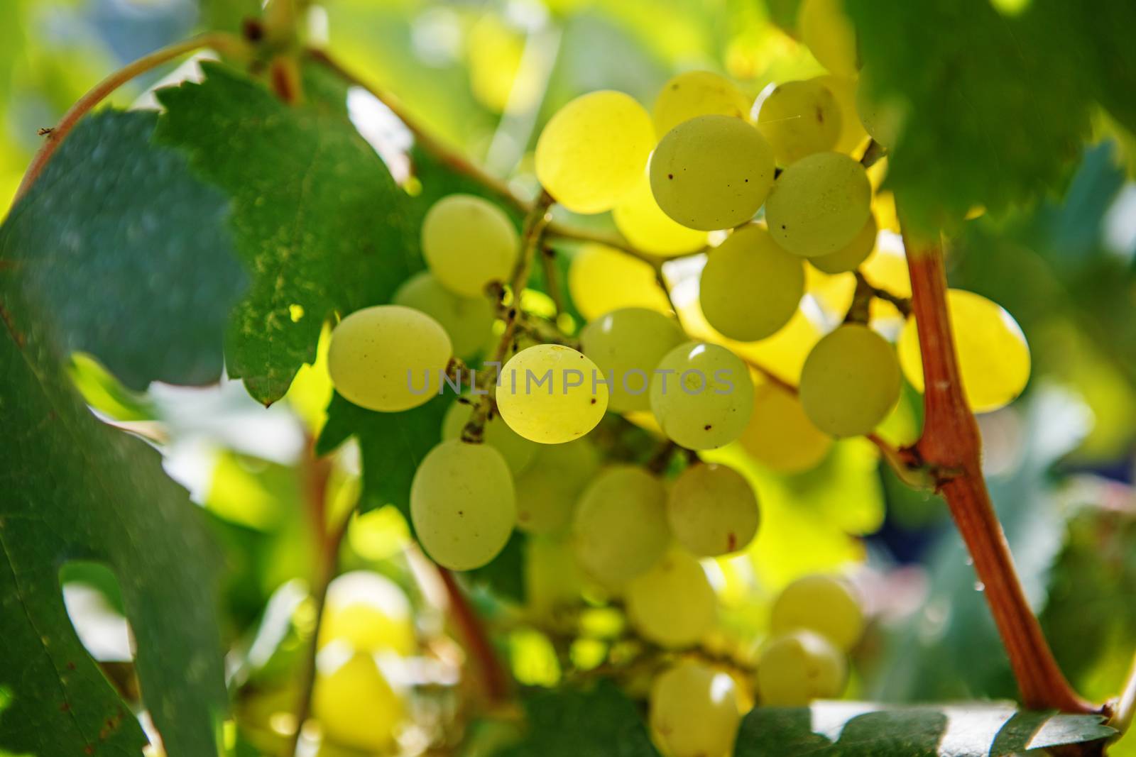 Large bunch of white wine grapes hang from a vine. Ripe grapes with green leaves. Wine concept.