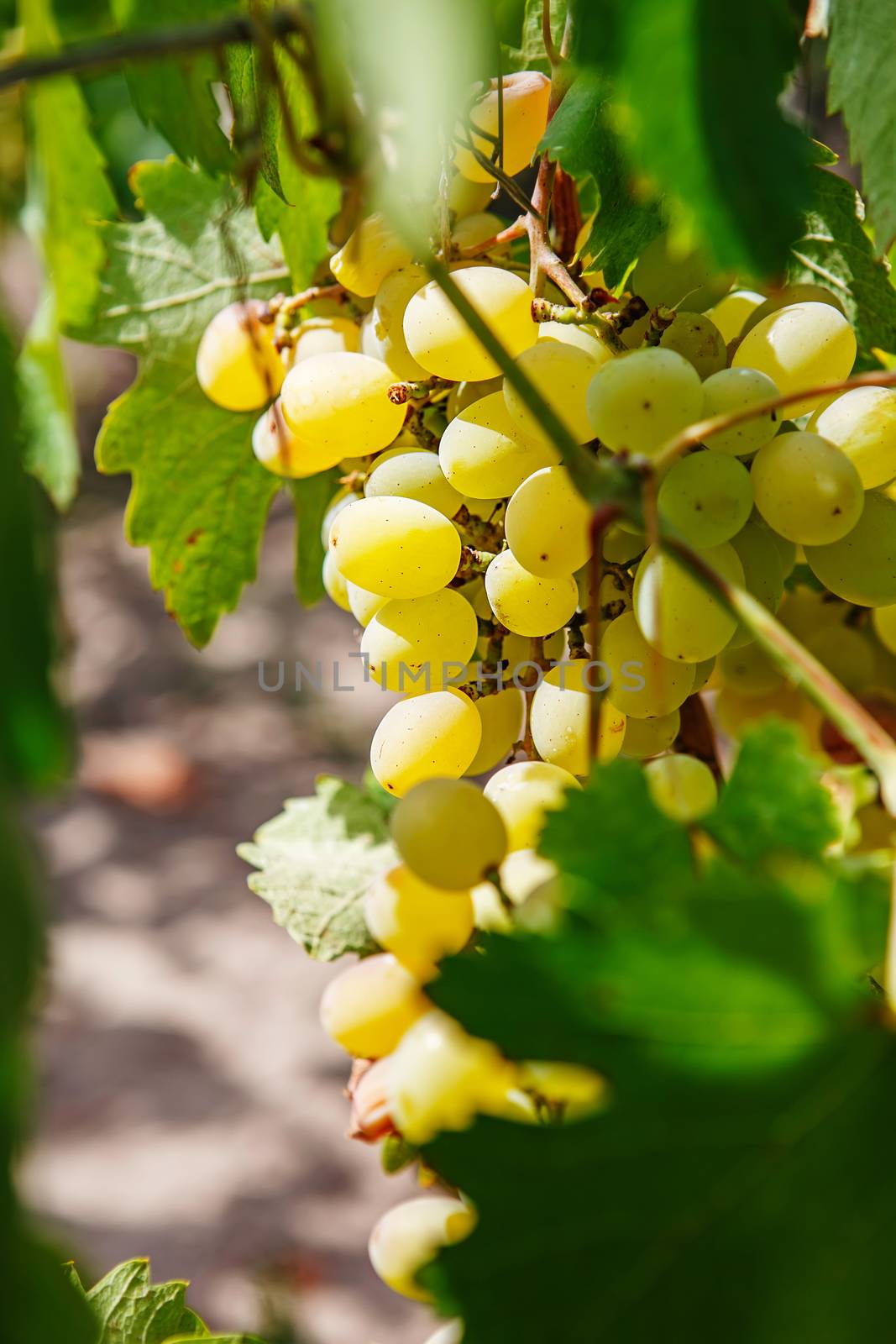 Large bunch of white wine grapes hang from a vine. Ripe grapes with green leaves. Wine concept.