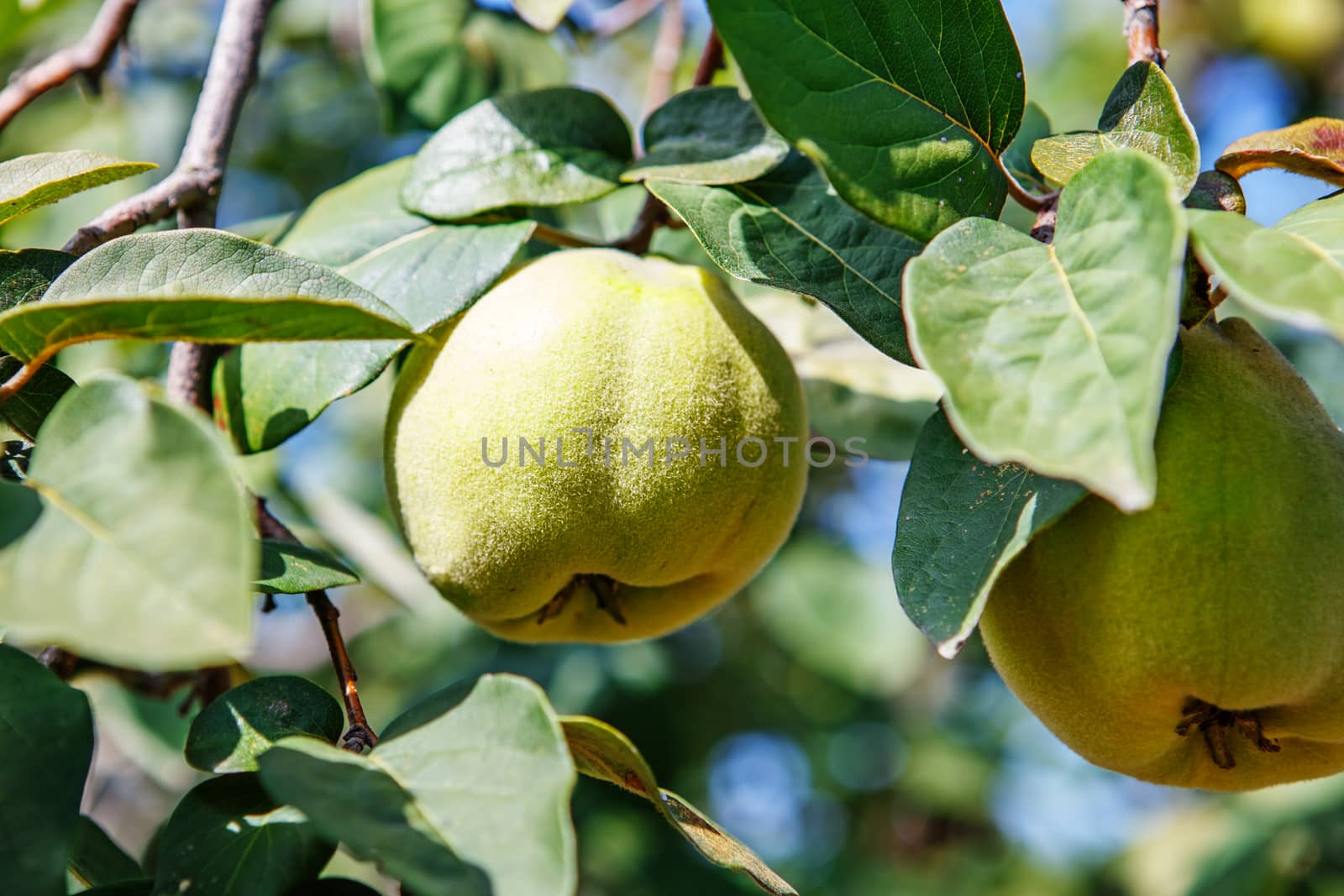 Ripening sweet quince fruits growing on a quince tree branch in orchard