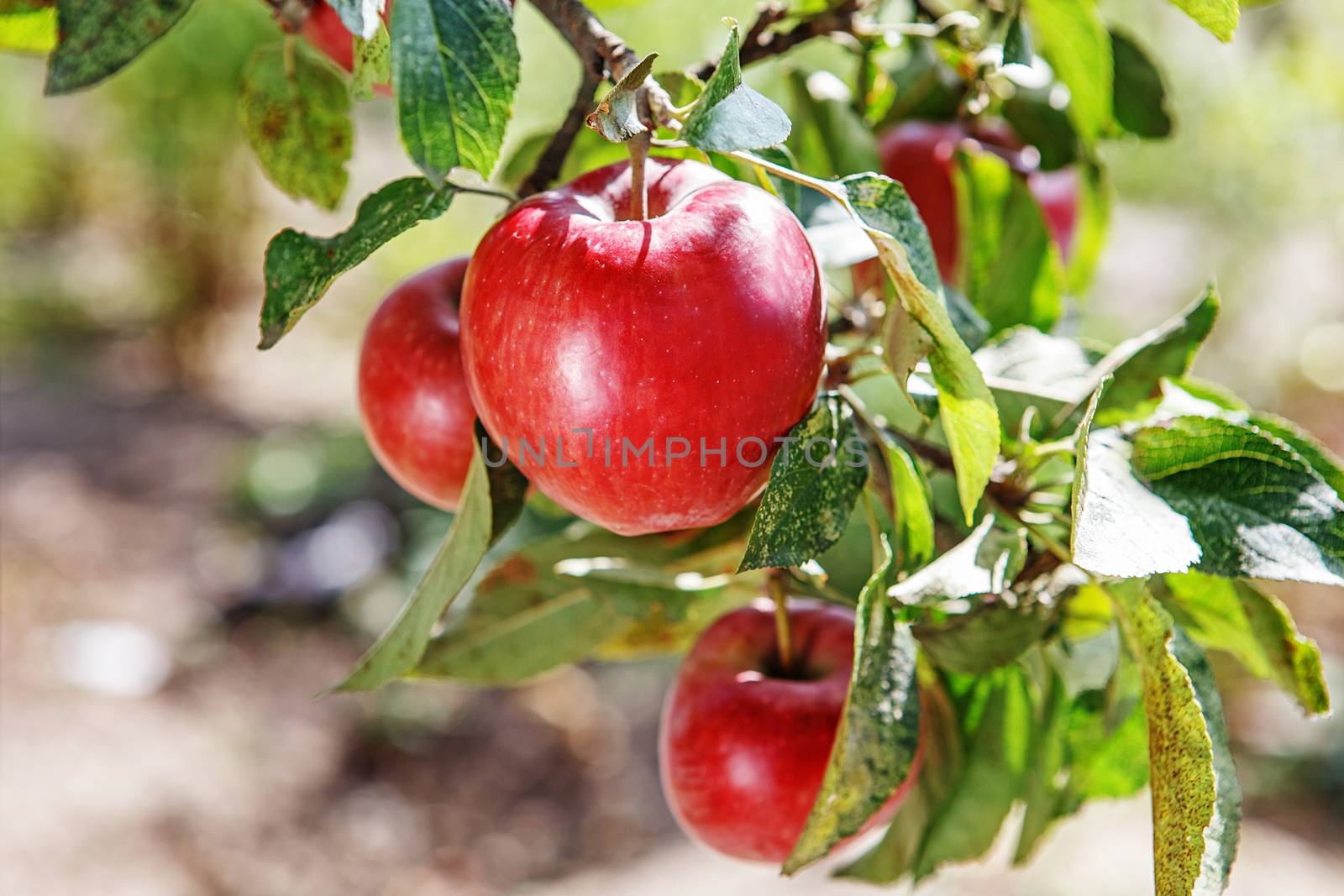 Ripe sweet apple fruits growing on a apple tree branch in orchard