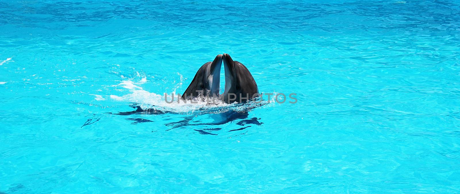 Two dolphins playing together in a clear azure pool water in the dolphinarium