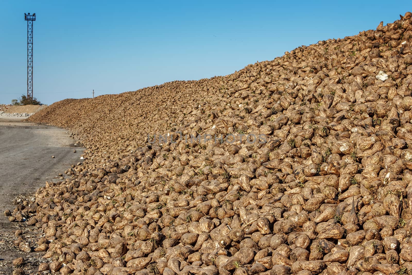 Sugar beet pile of the field after the harvest before processing at the plant for the production of sugar