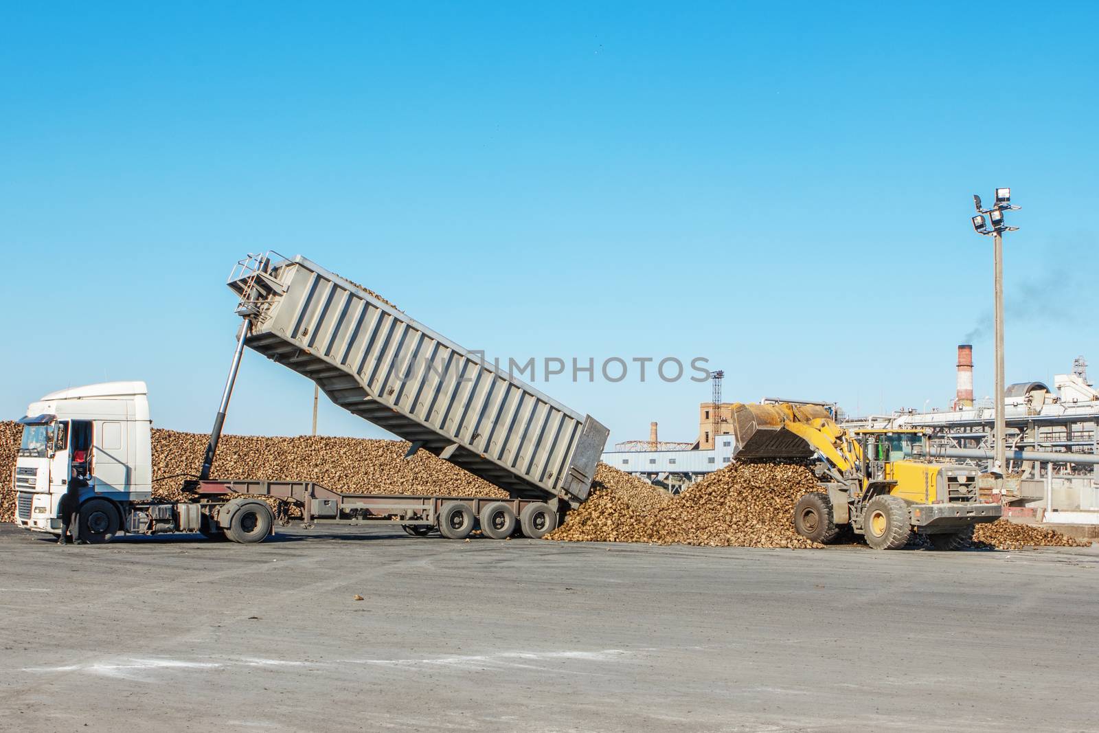 Front-end loader in action on the loading of sugar beet at a sugar factory. sugar beet harvest - truck waiting in front of off-loaded beet in factory for the production of sugar