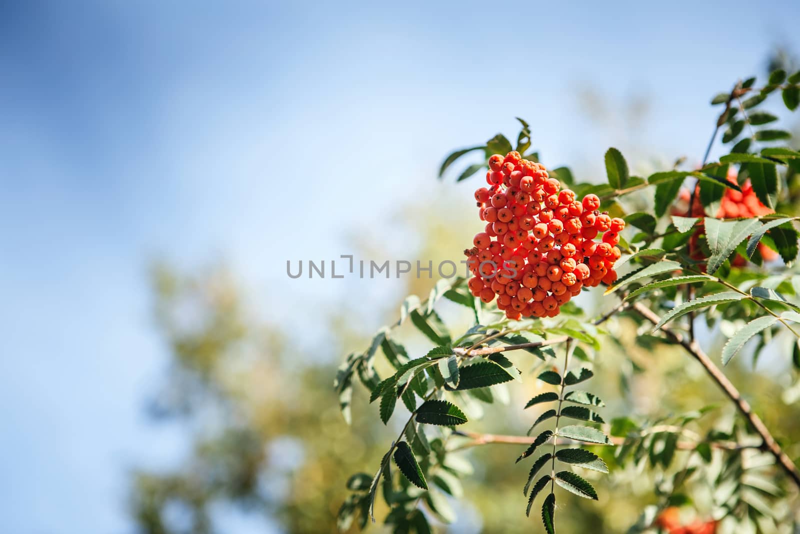 The fruits of mountain ash hanging in clusters on the branches of trees in autumn