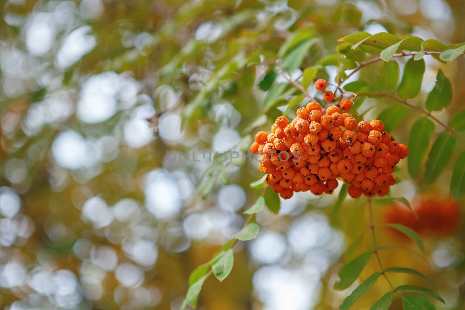 The fruits of mountain ash hanging in clusters on the branches of trees in autumn