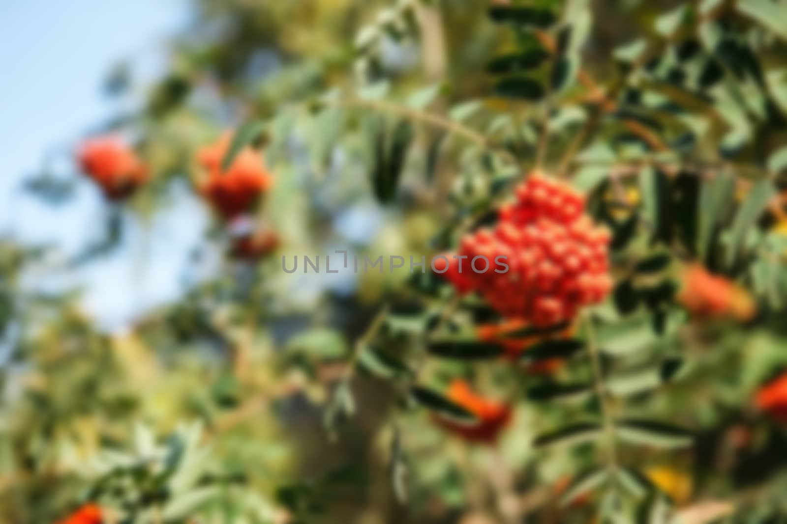 The fruits of mountain ash hanging in clusters on the branches of trees in autumn, blured