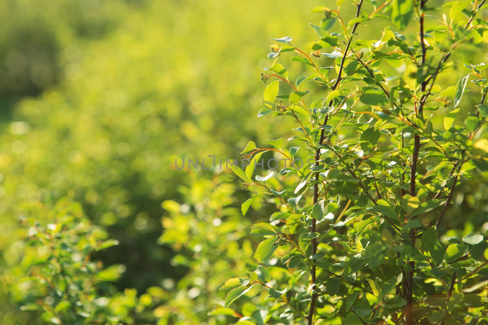 natural green background with selective focus. fresh and green leaves