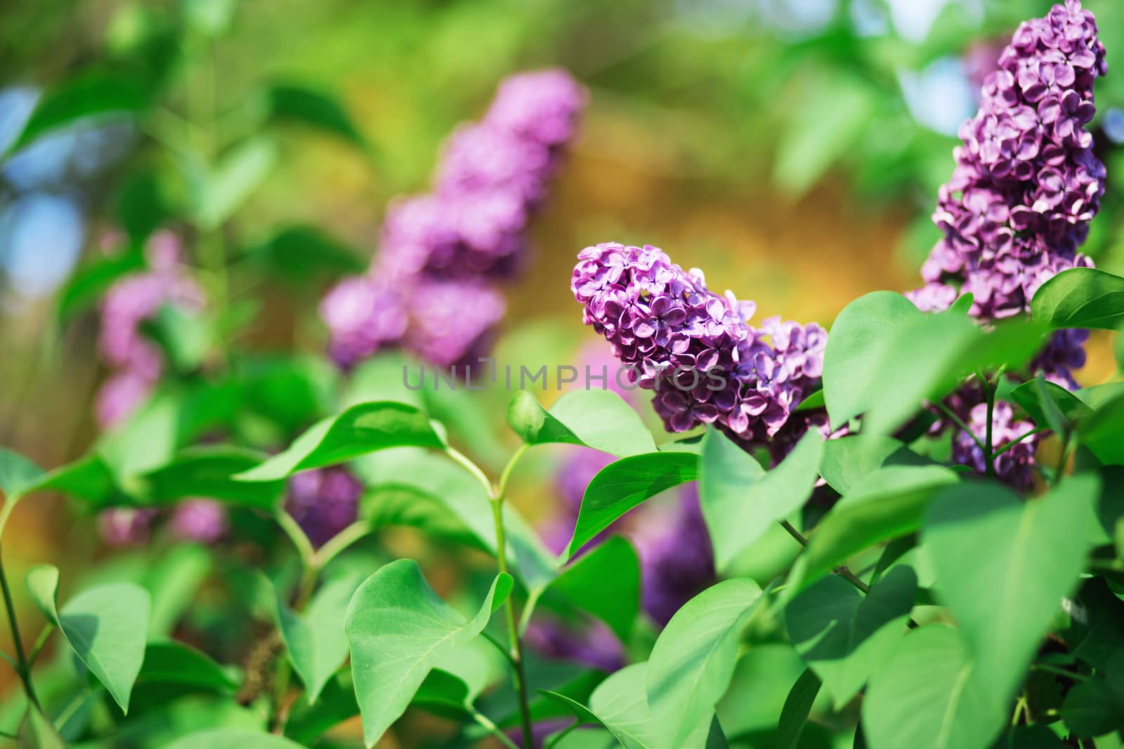 Floral natural background. Lilac flowers close up. Lilac flowers background. Macro image of spring lilac violet flowers. Branch of lilac flowers with the leaves.