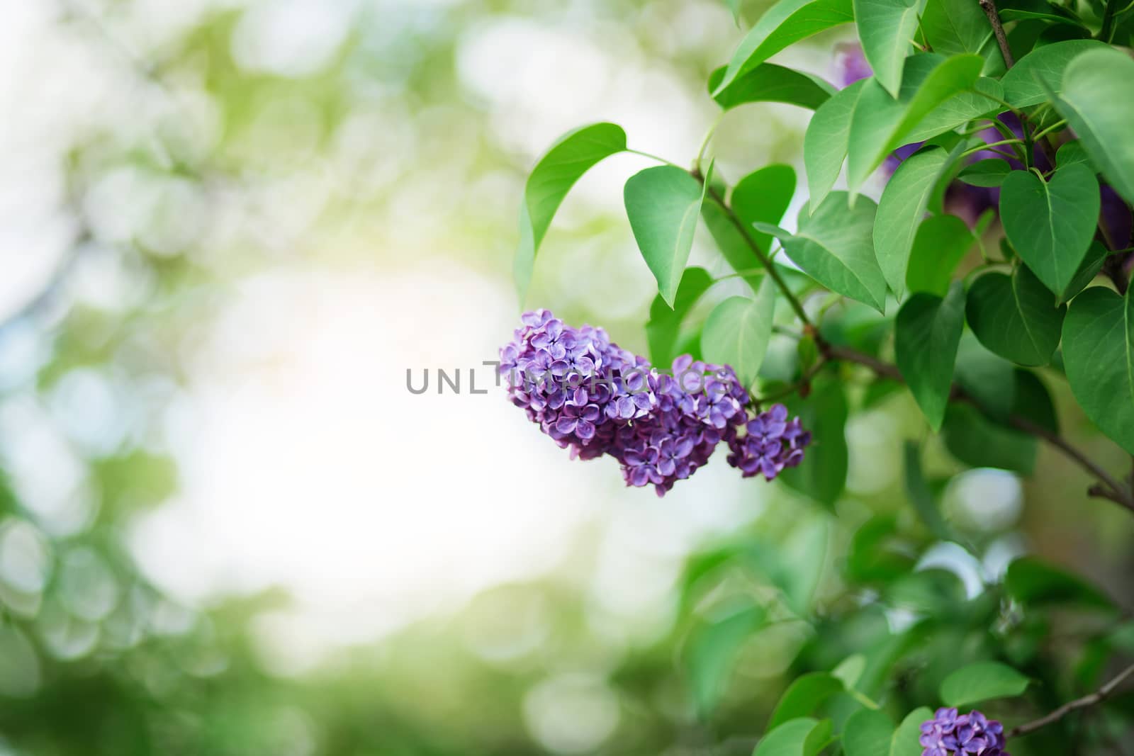 Floral natural background. Lilac flowers close up. Lilac flowers background. Macro image of spring lilac violet flowers. Branch of lilac flowers with the leaves.