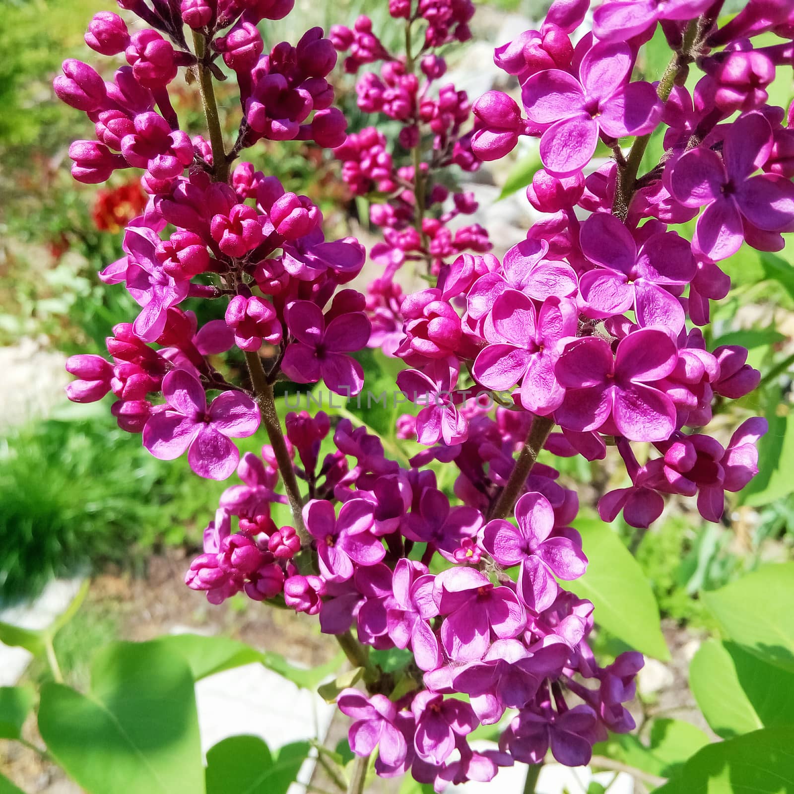 Branch of lilac flowers with the leaves. by natazhekova
