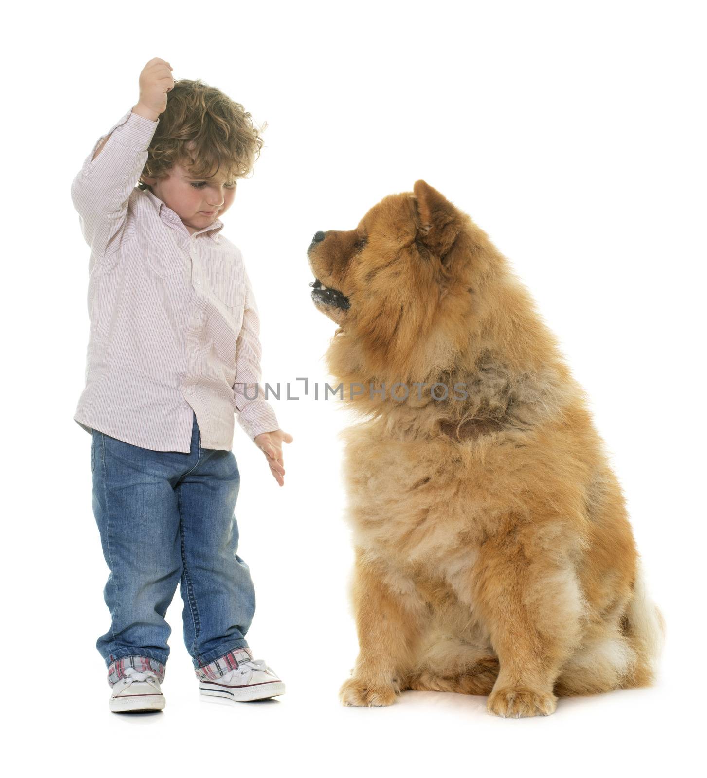 chow chow and boy in front of white background