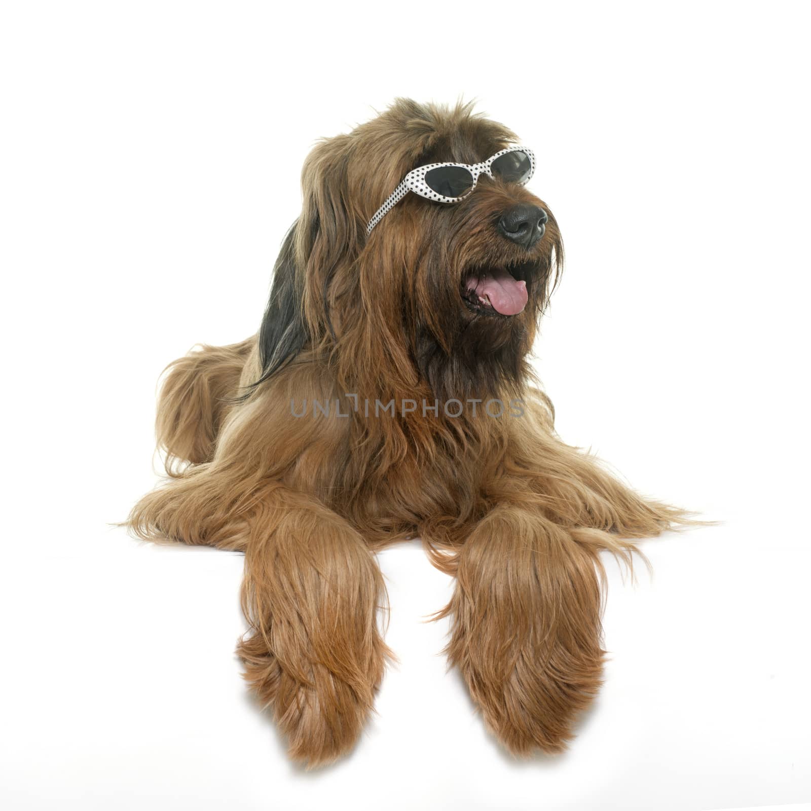 Briard in studio by cynoclub