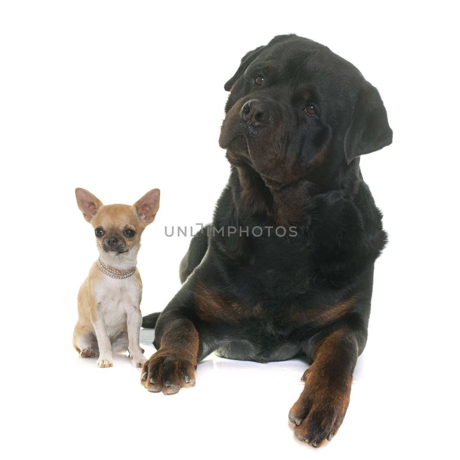 puppy chihuahua and rottweiler by cynoclub