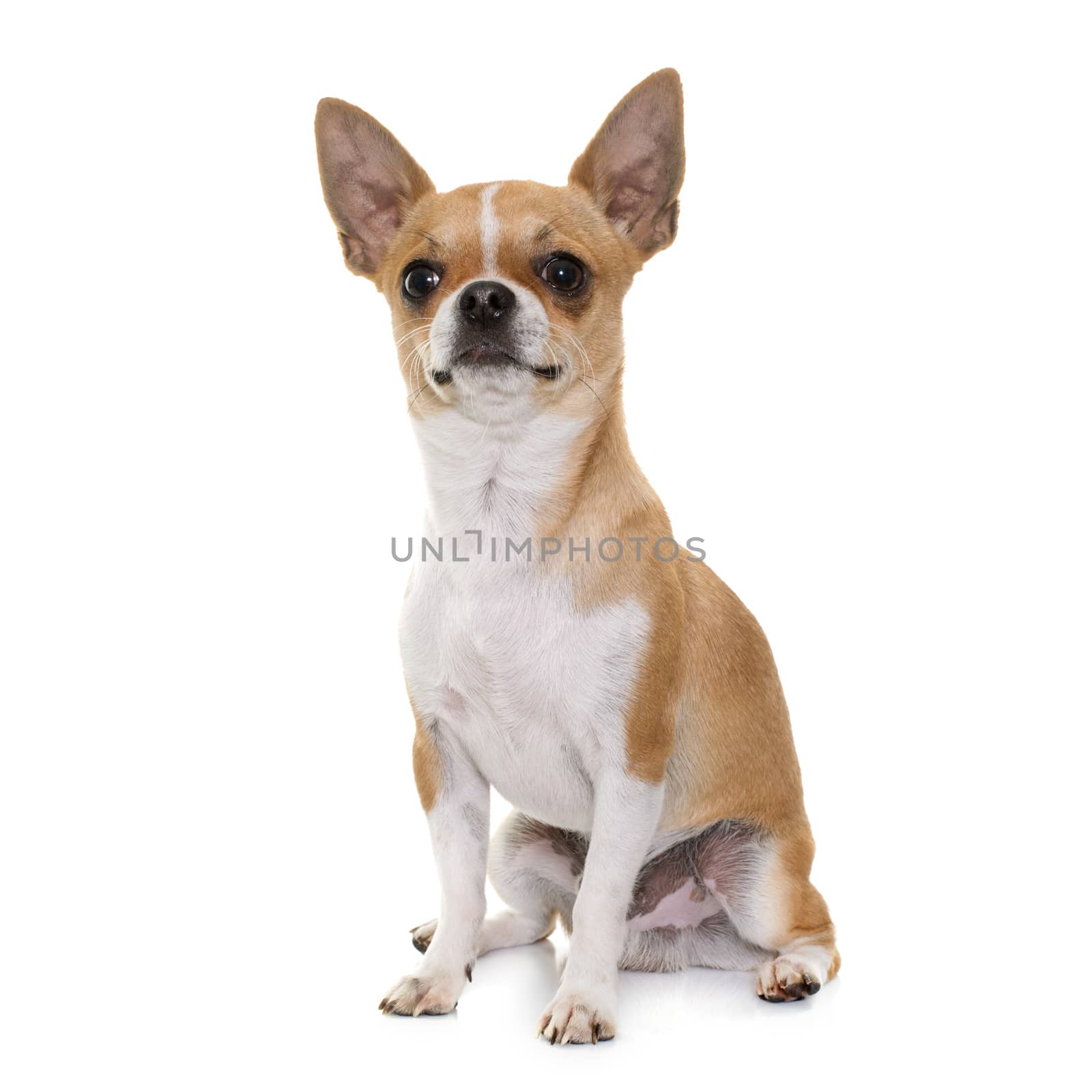 young chihuahua in studio by cynoclub