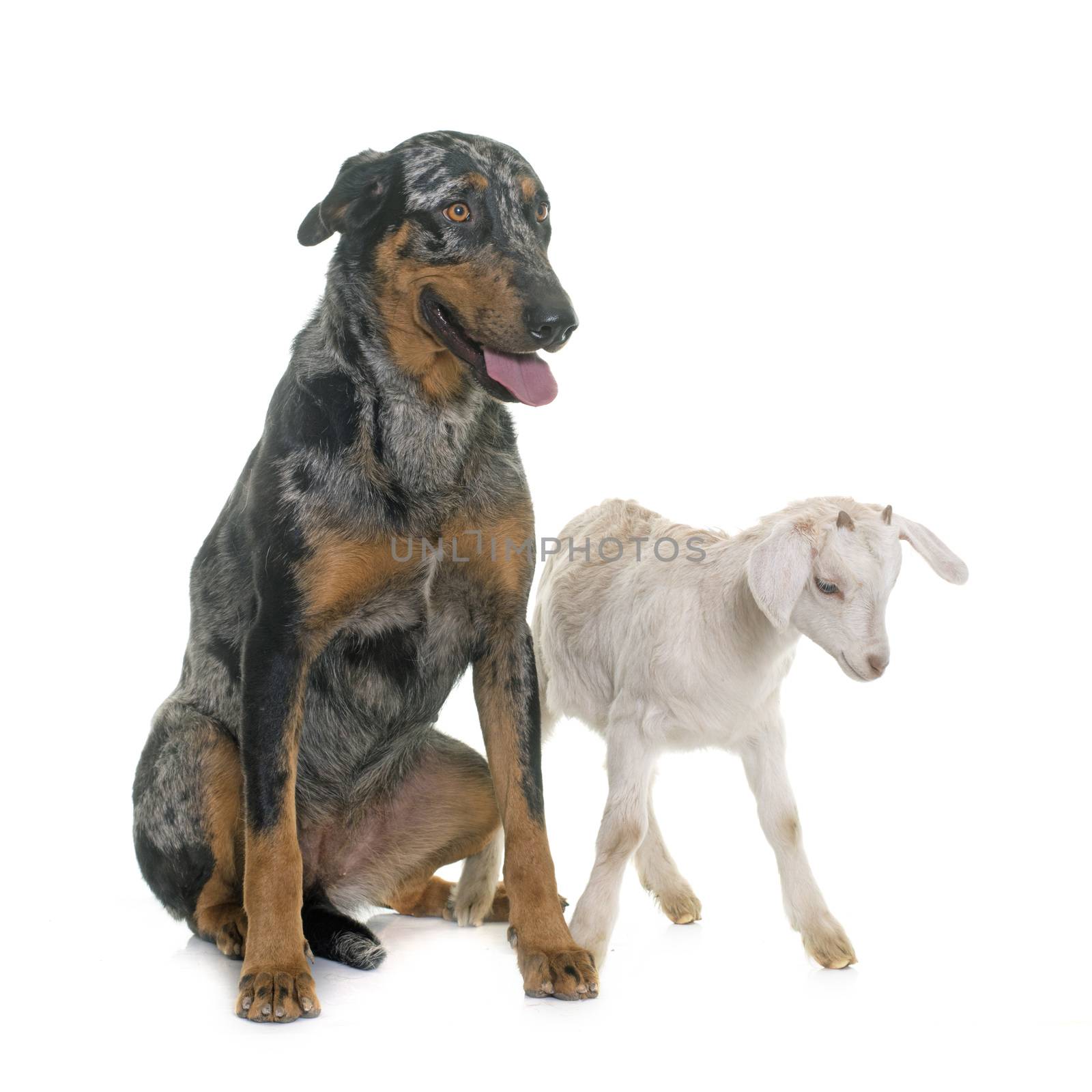 female harlequin beauceron and kid in front of white background