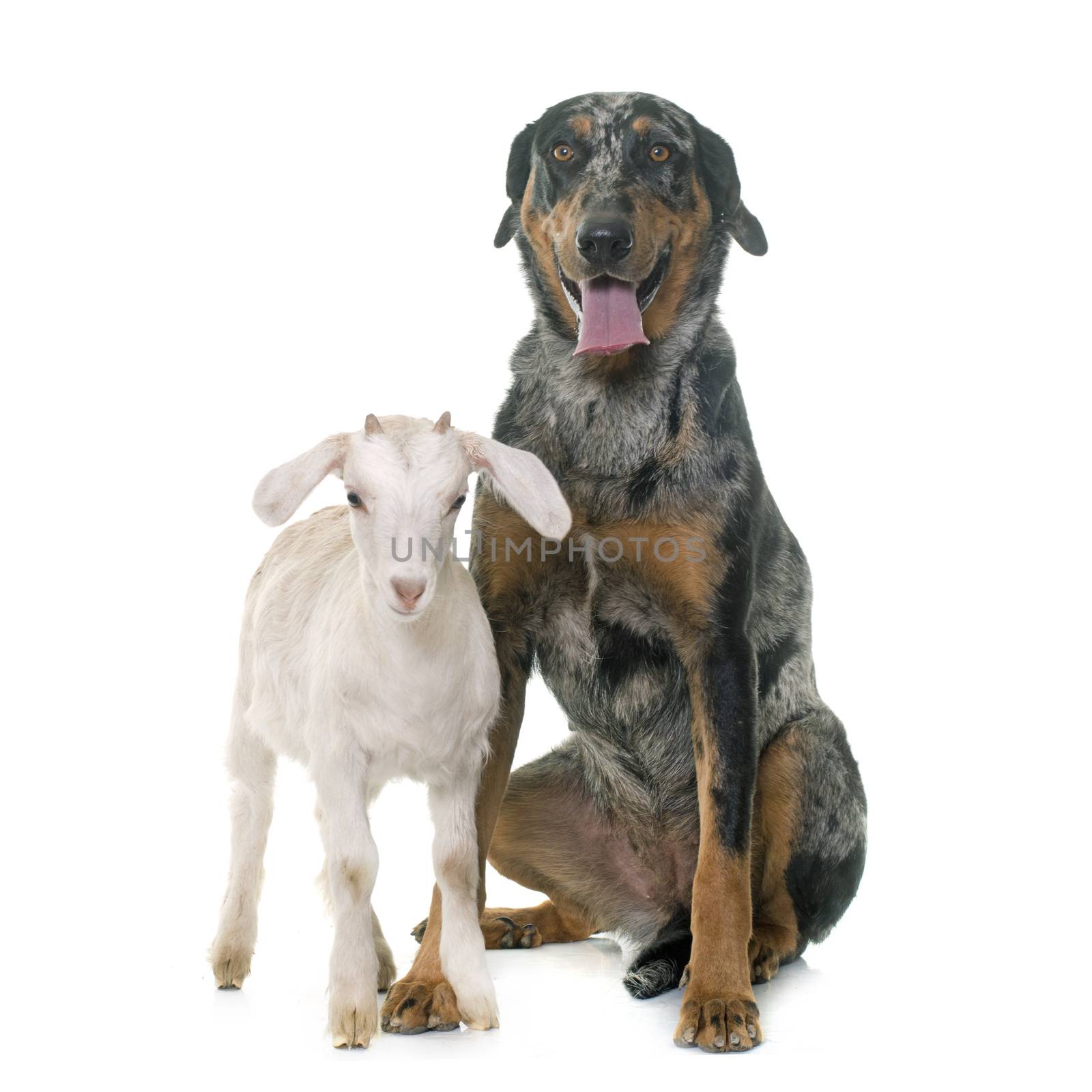 female harlequin beauceron and kid in front of white background