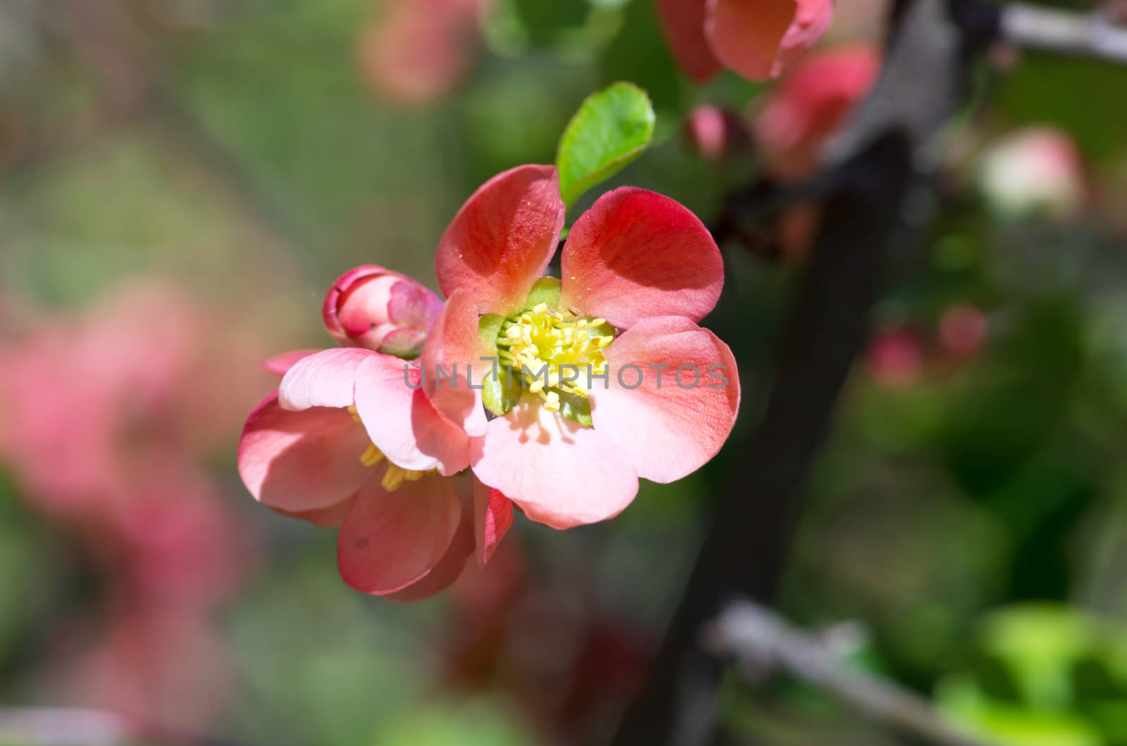 Flowering quince (cydonia oblonga) Red spring flowers (flowering by dolnikow