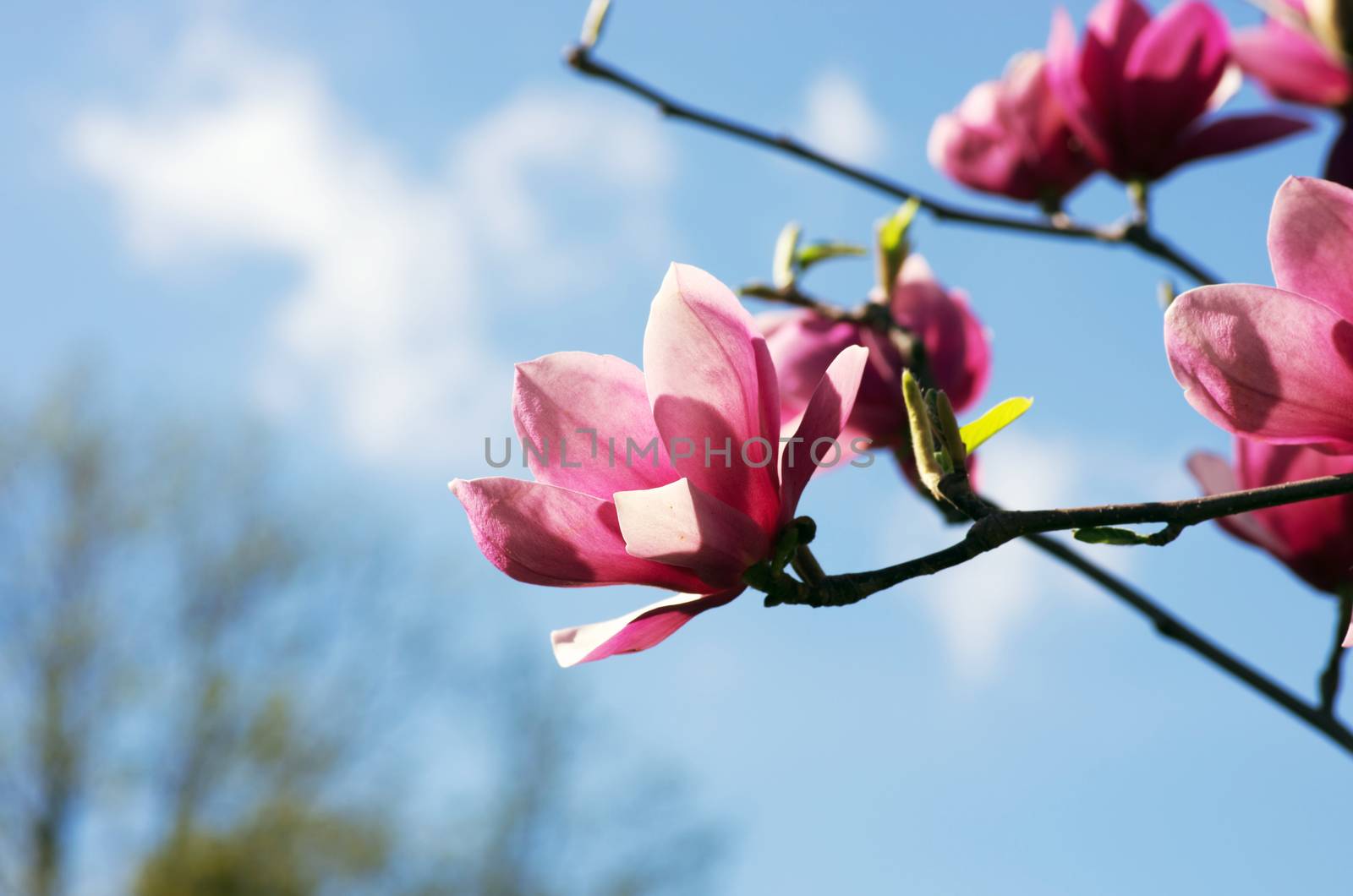 Beautiful Flowers of a Magnolia Tree