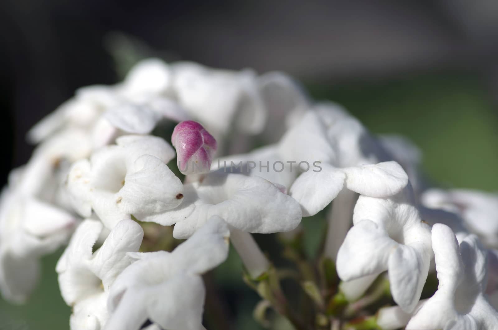 Beautiful spring Flowers. Flowers of white color