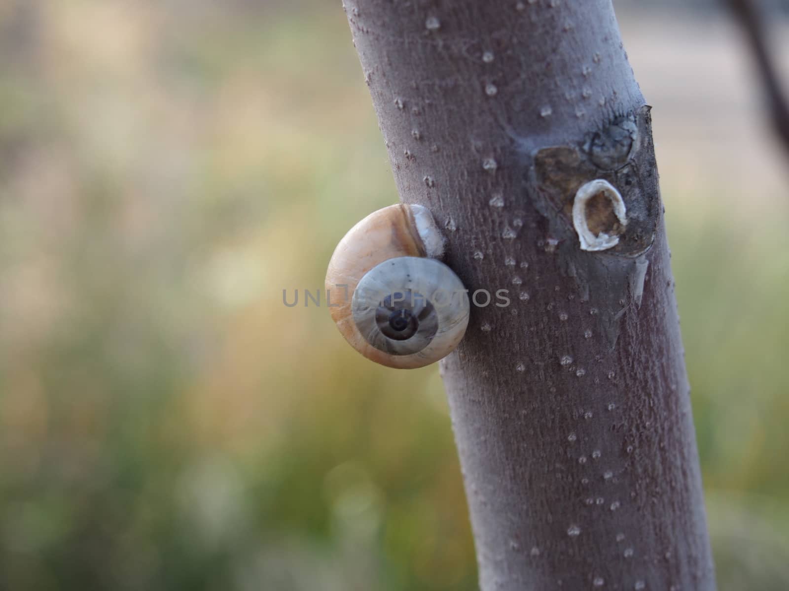 Snail on the trees, snail ampulyarii by Irarlaki