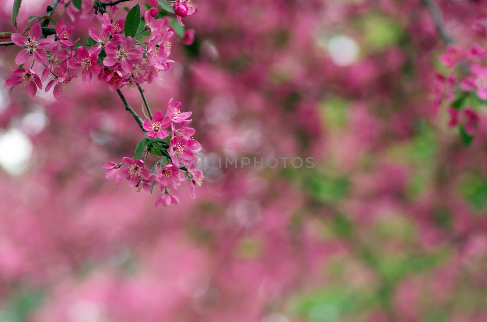 Beautiful Flower in spring. Natural background