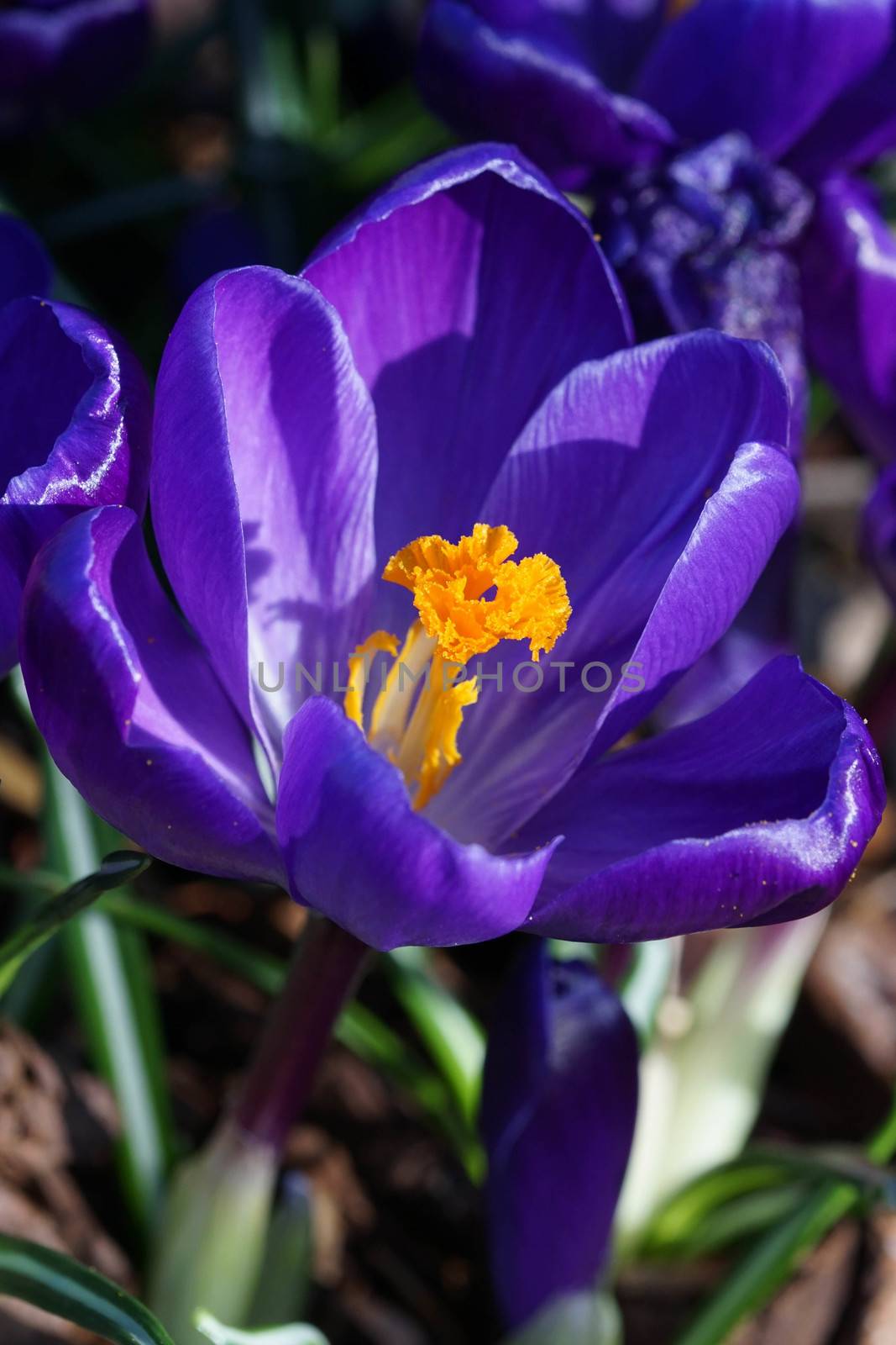 Crocus, flowers of the spring