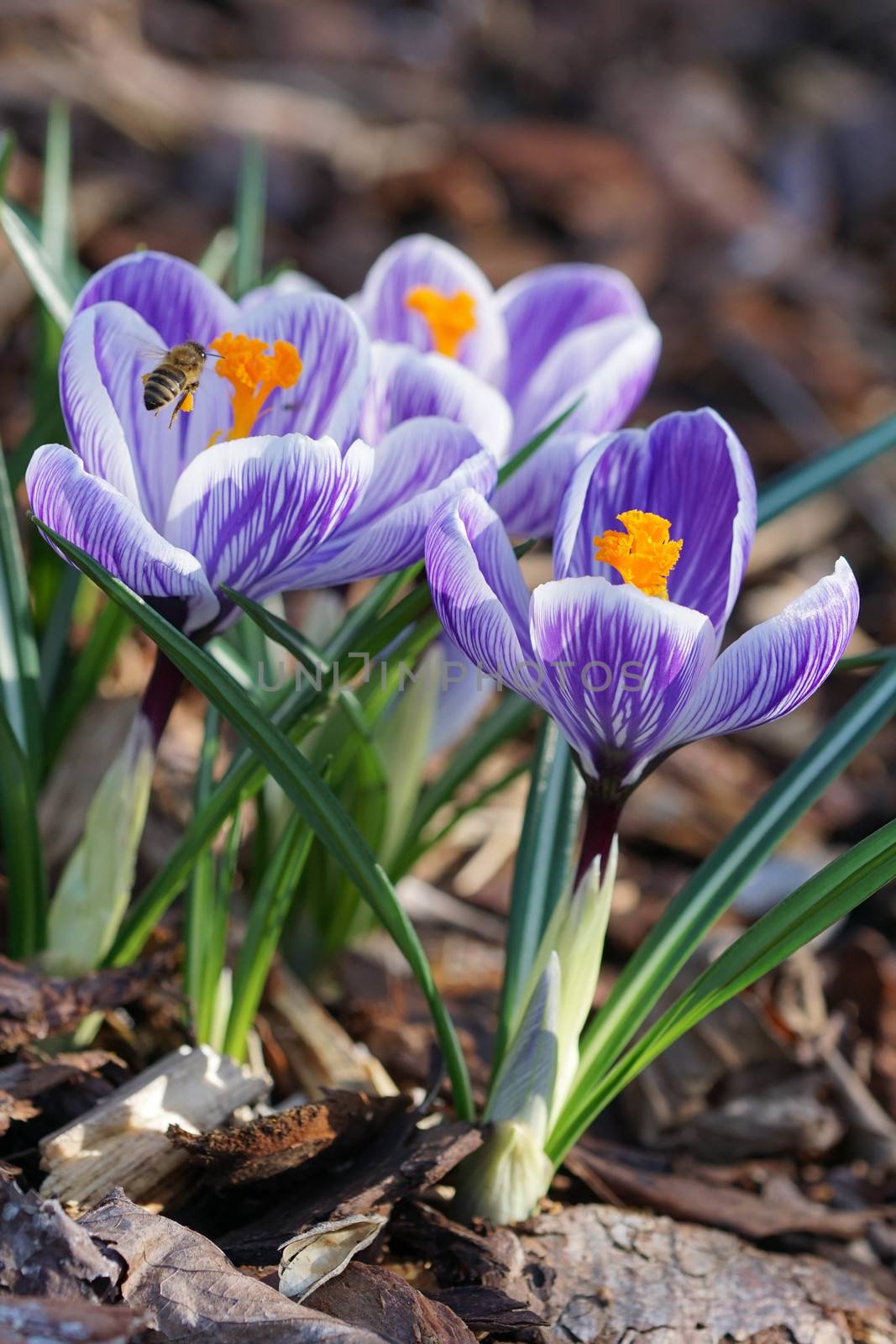 Crocus, flowers of the spring
