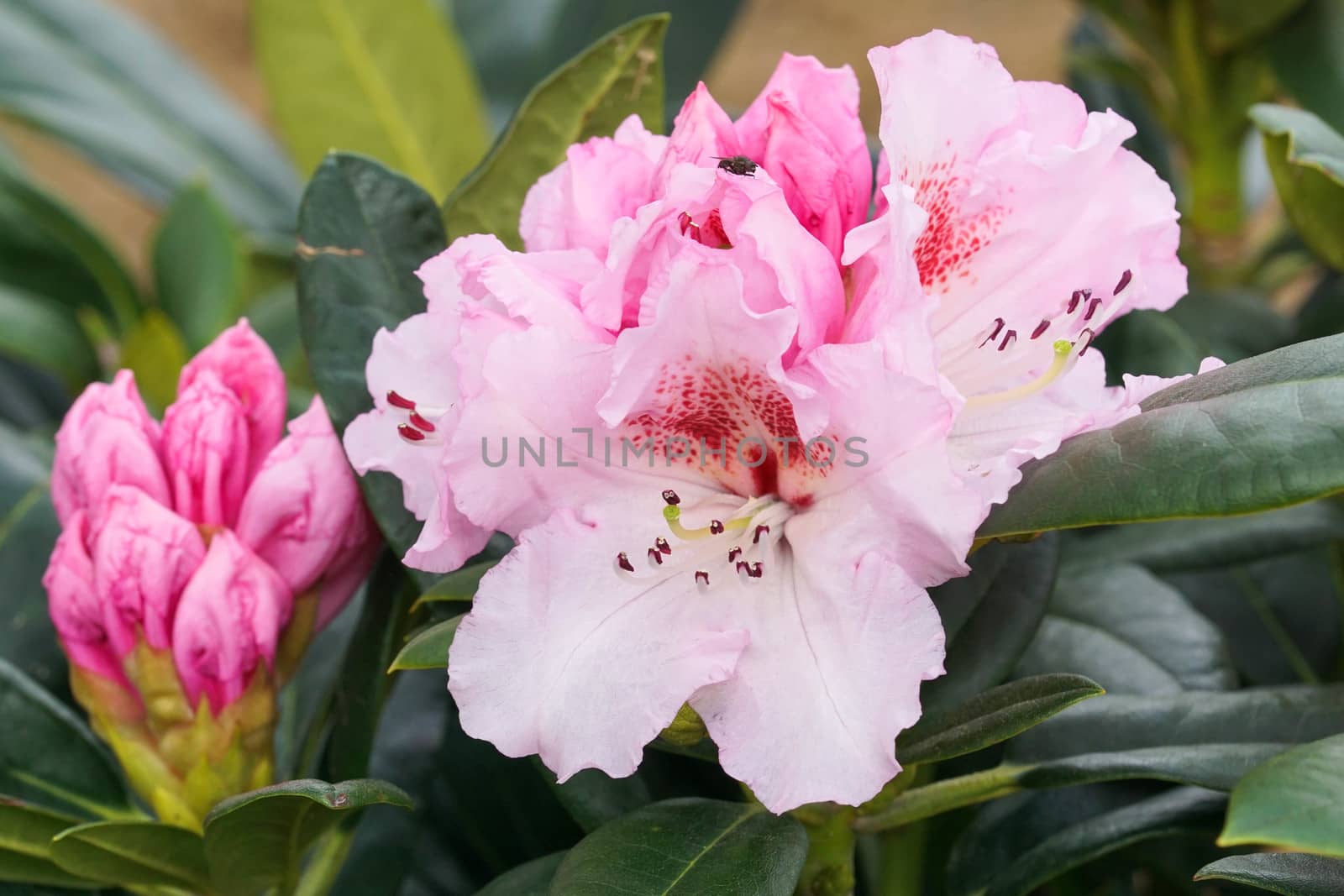 Rhododendron, herald of spring