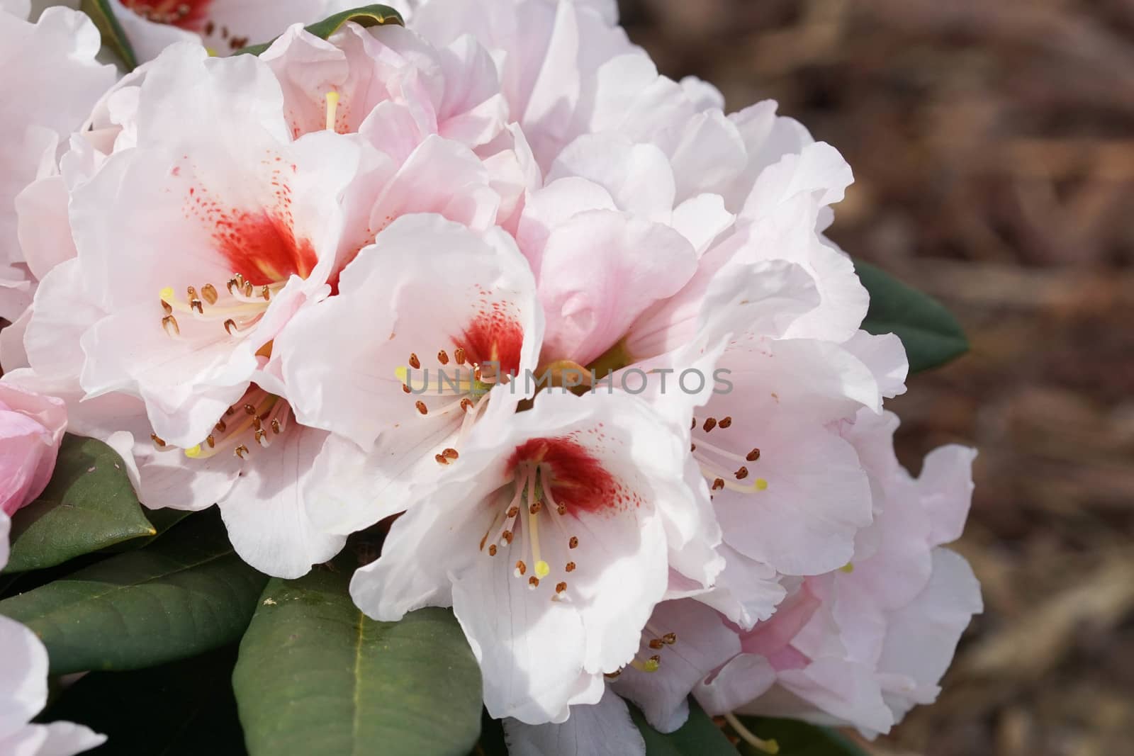 Rhododendron, herald of spring