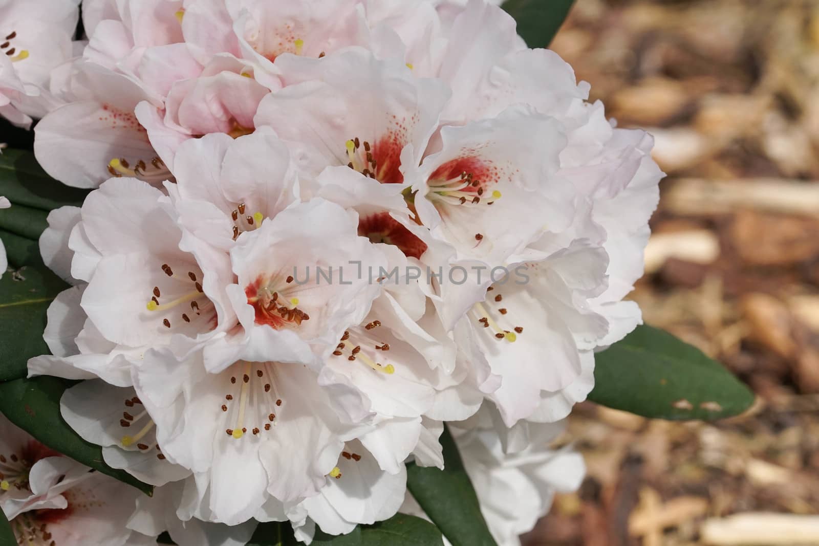 Rhododendron, herald of spring