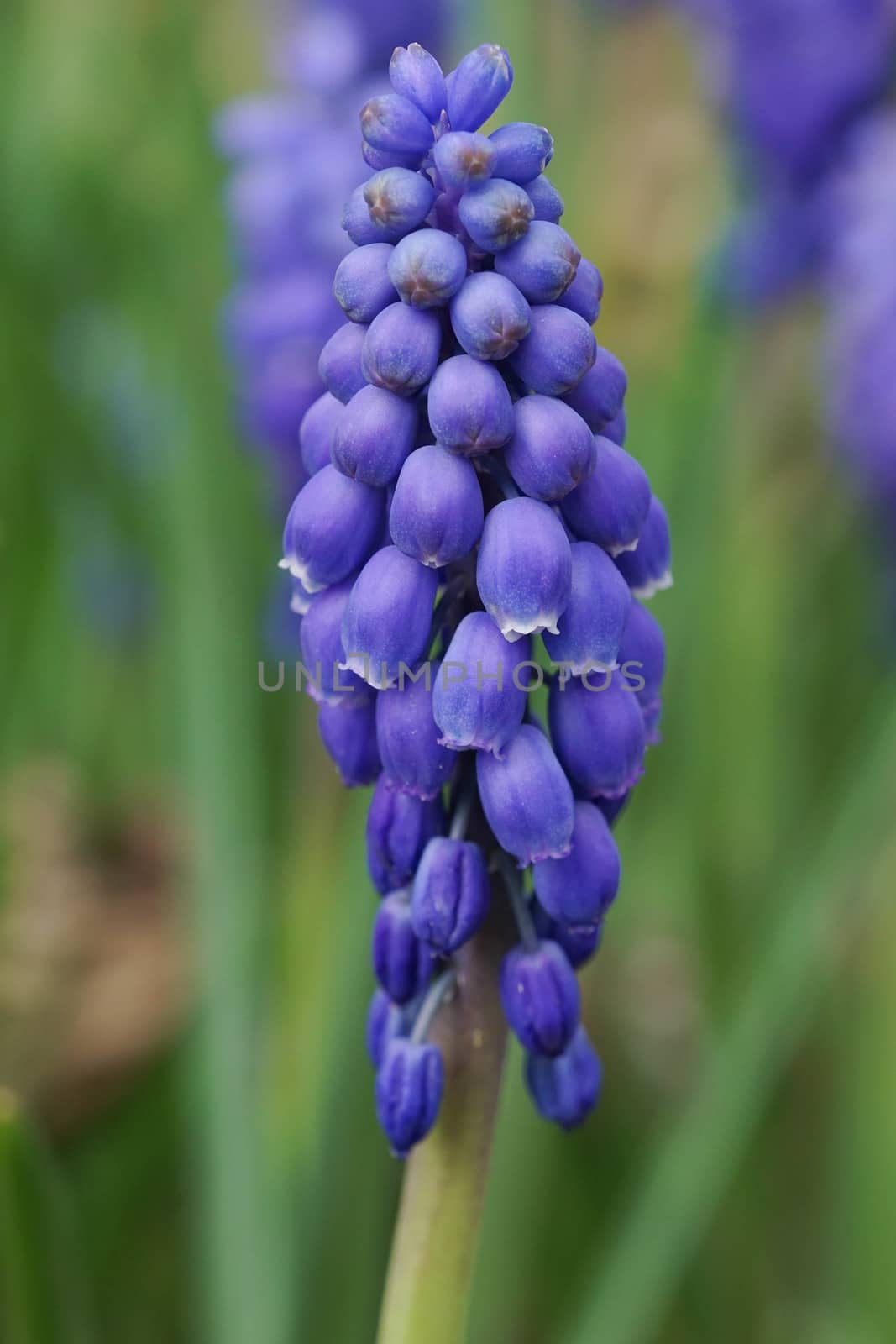 Muscari by alfotokunst