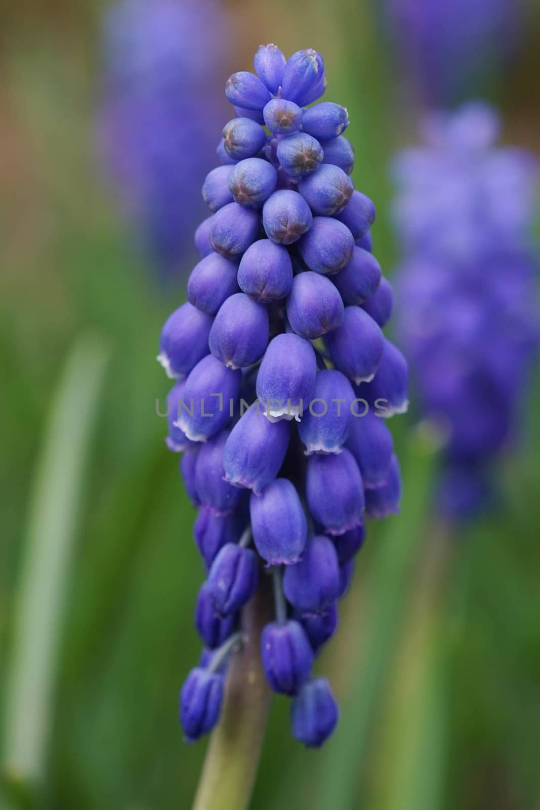 Muscari, herald of spring