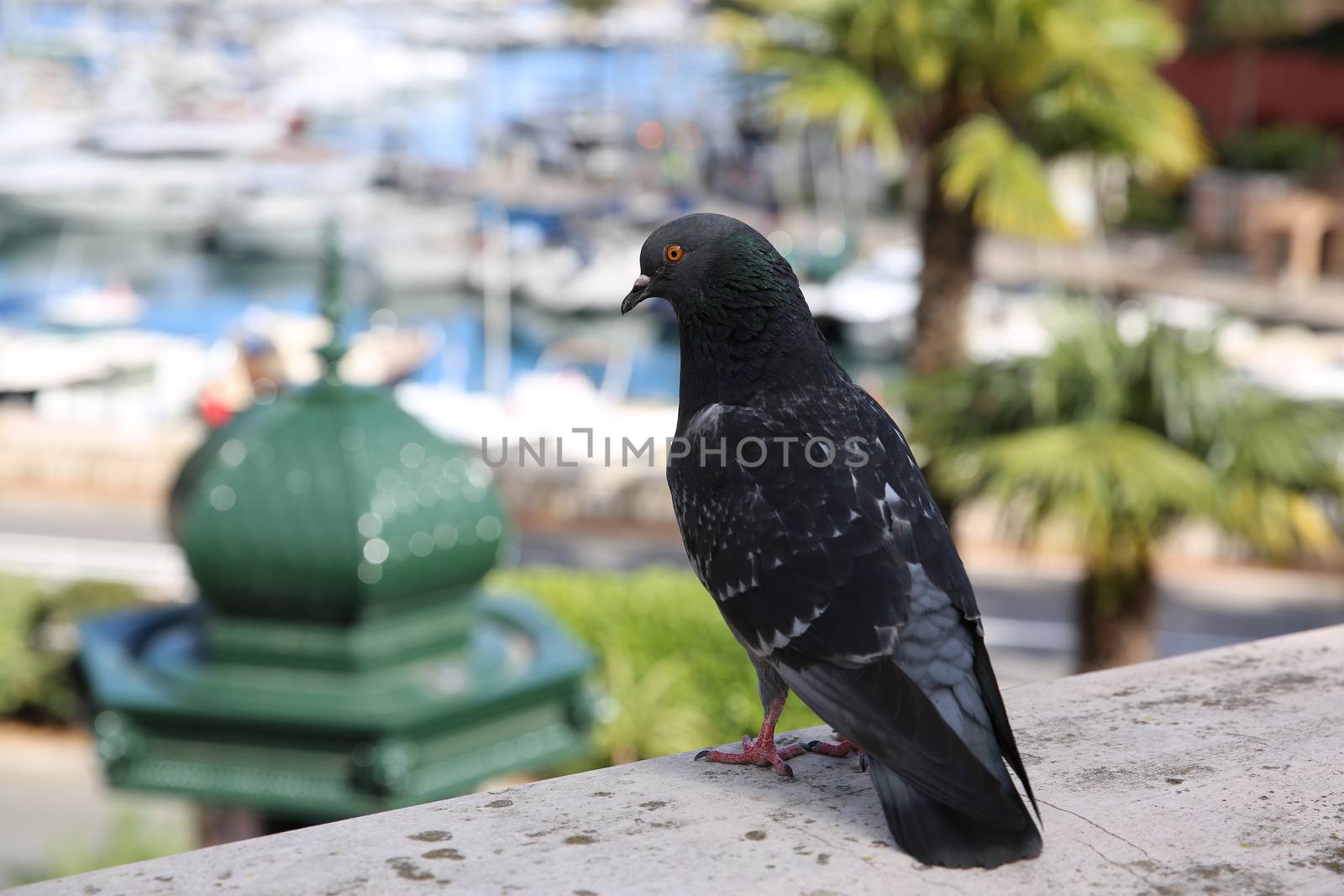 Pigeon On The Wall With the Town of Fontvieille in the Background