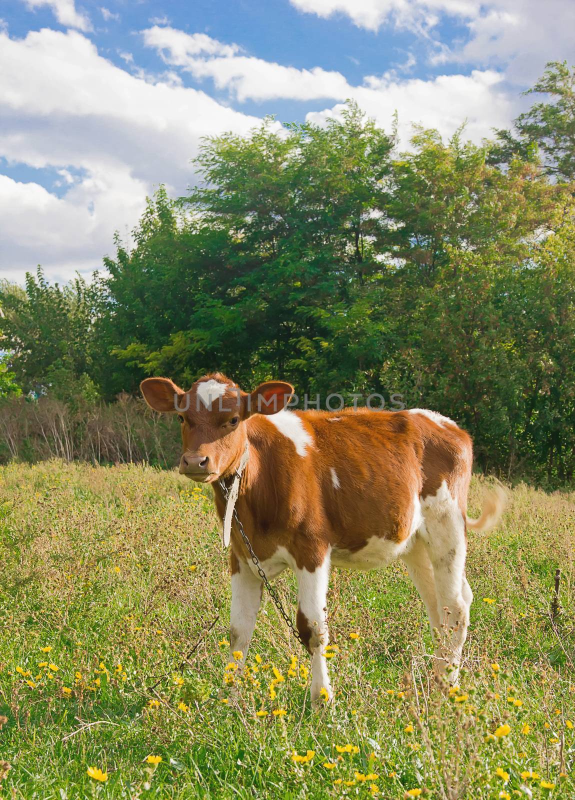 Calf brown spotted outdoors in the summer against the backdrop of greenery