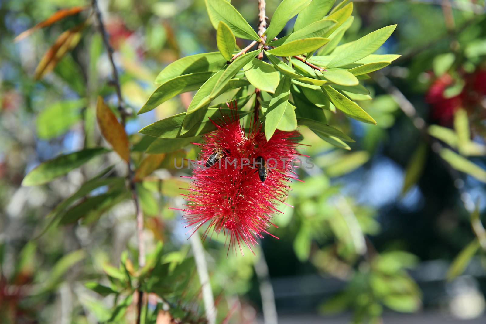 Bee is Resting on Red Calliandra Flower
