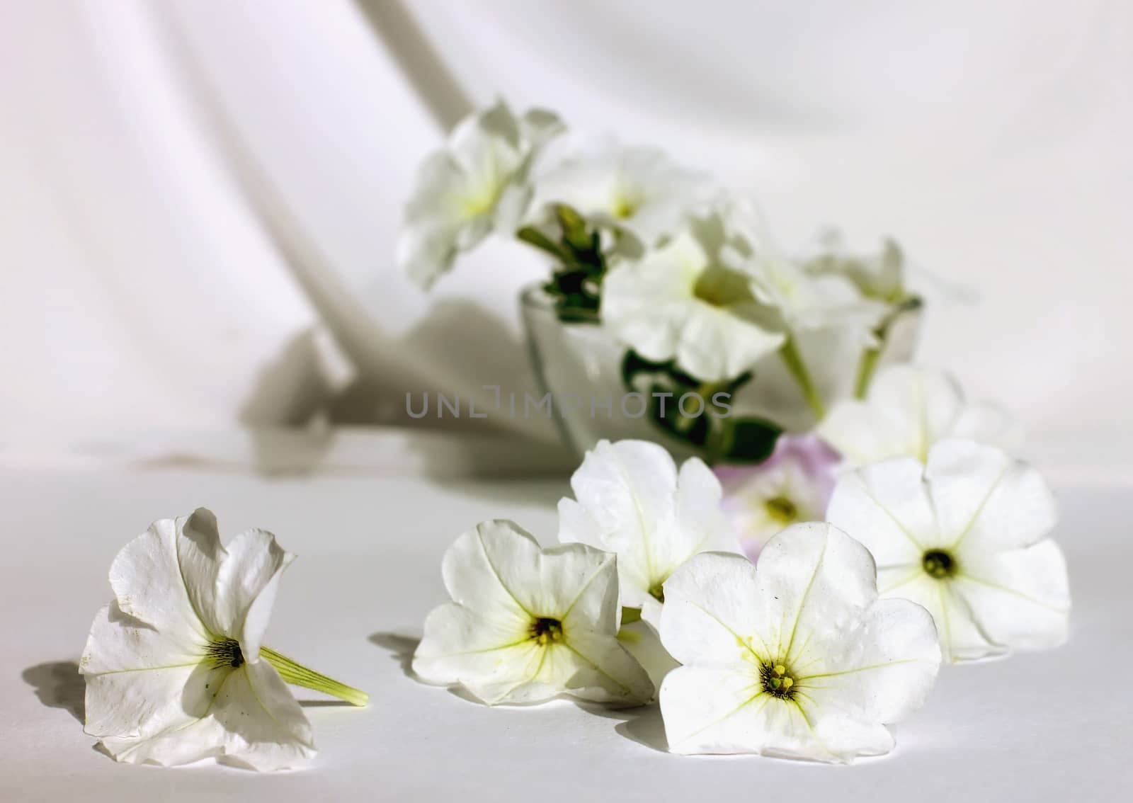 Still life with white petunias on a white fabric flowers in white spread