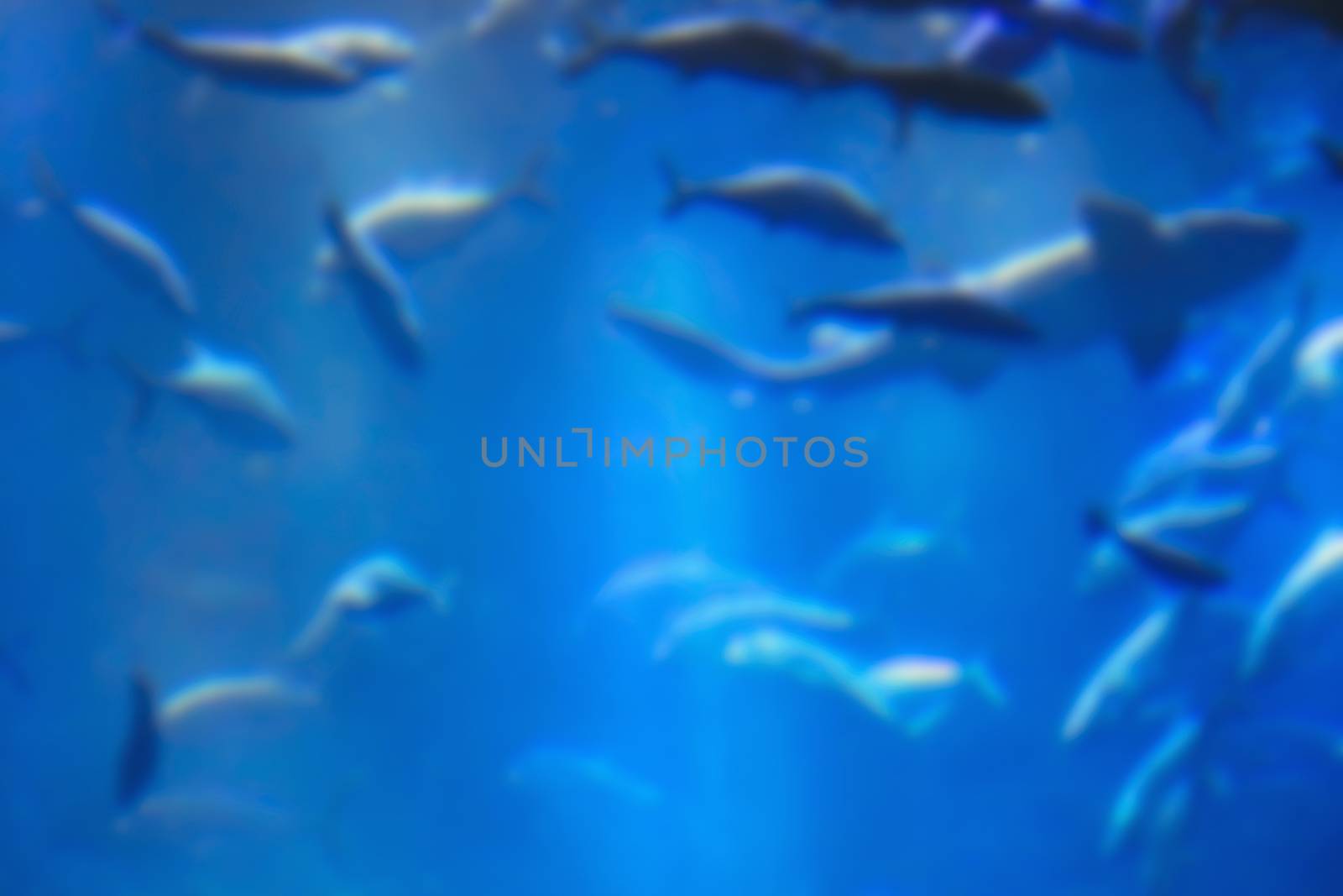aquarium with fish, blurred for background by KoliadzynskaIryna